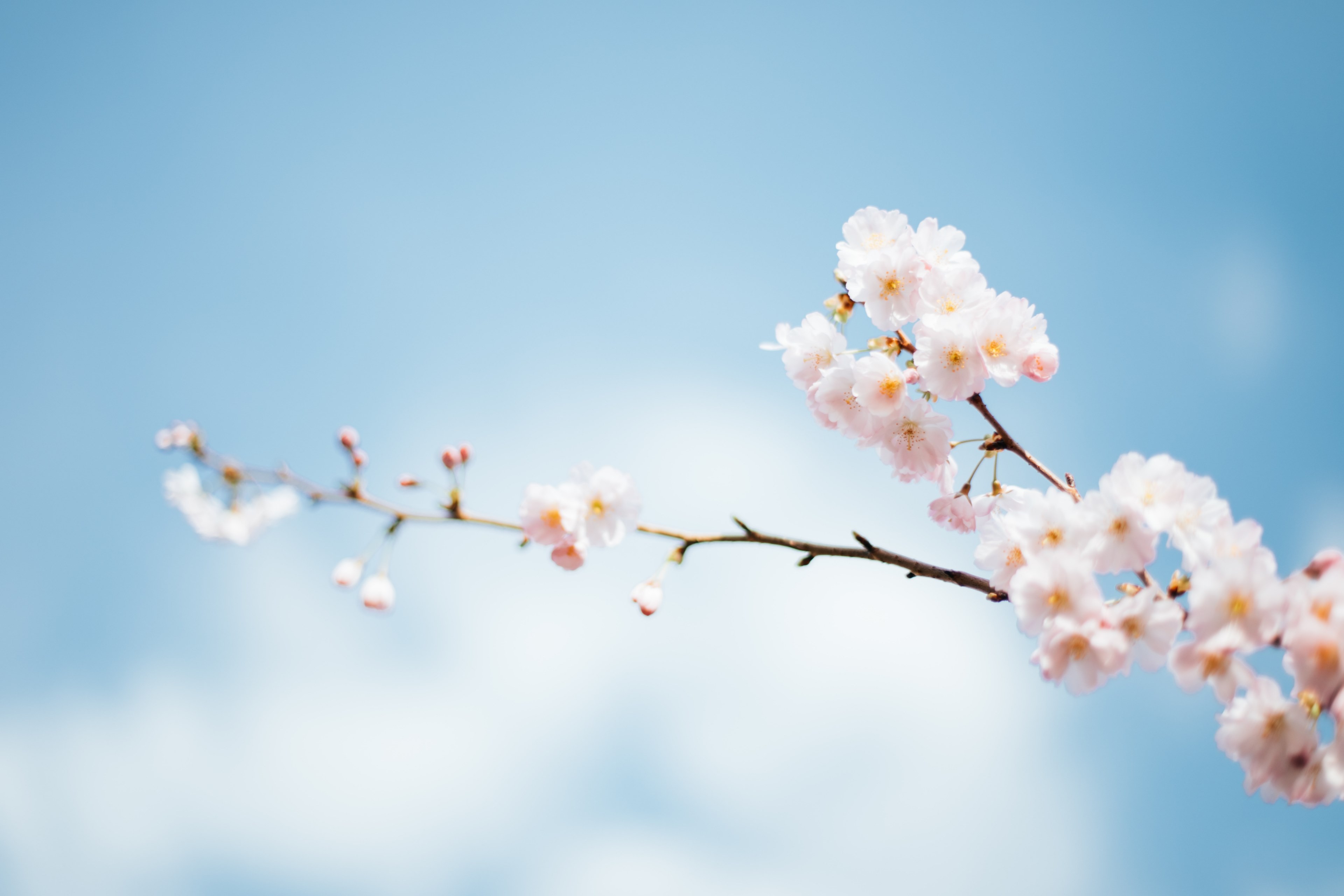 spring flower blossoms on a branch with a blue sky background, _spring flower blossoms on branch 4k, HD Wallpaper