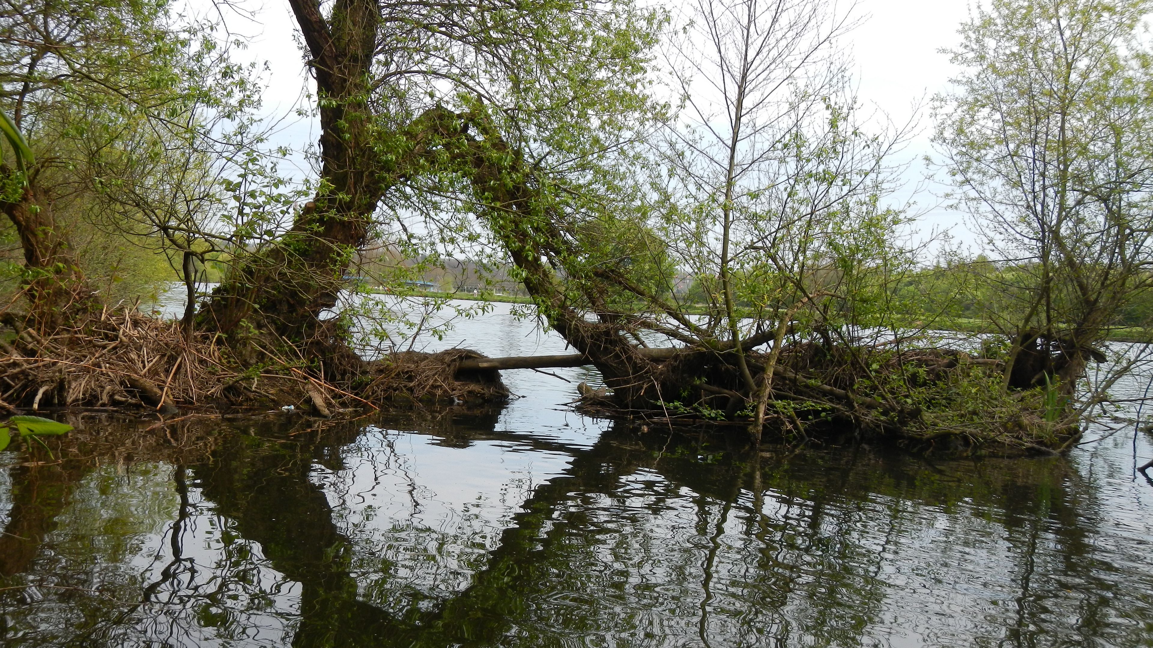 ond, trees, island, nature, 4k, HD Wallpaper