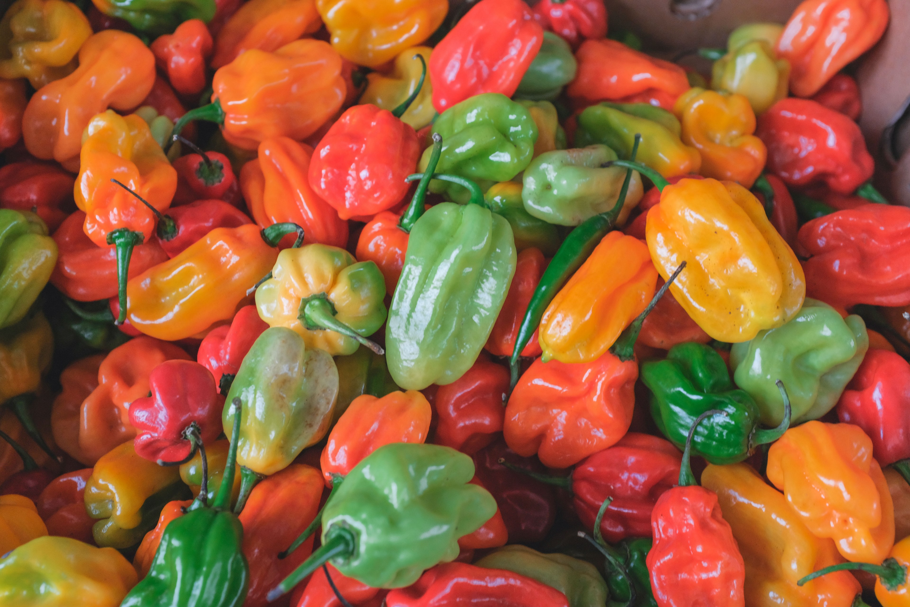 pile of fresh colorful peppers ready to each, stack of healthy vegetables 4k, HD Wallpaper