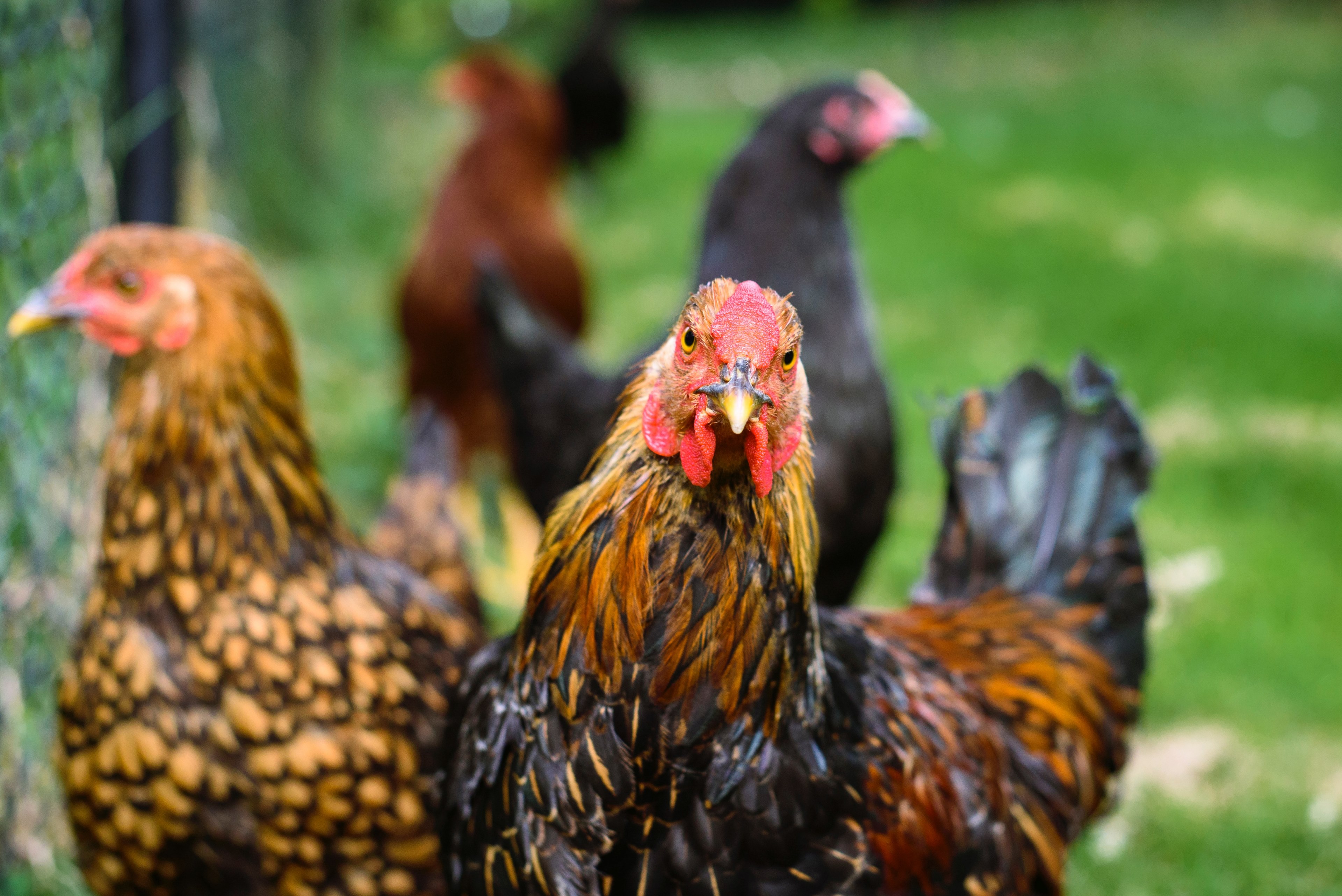 a group of roosters looking in separate directions by a grassy area next to a chainlink fence, a group of roosters 4k, HD Wallpaper