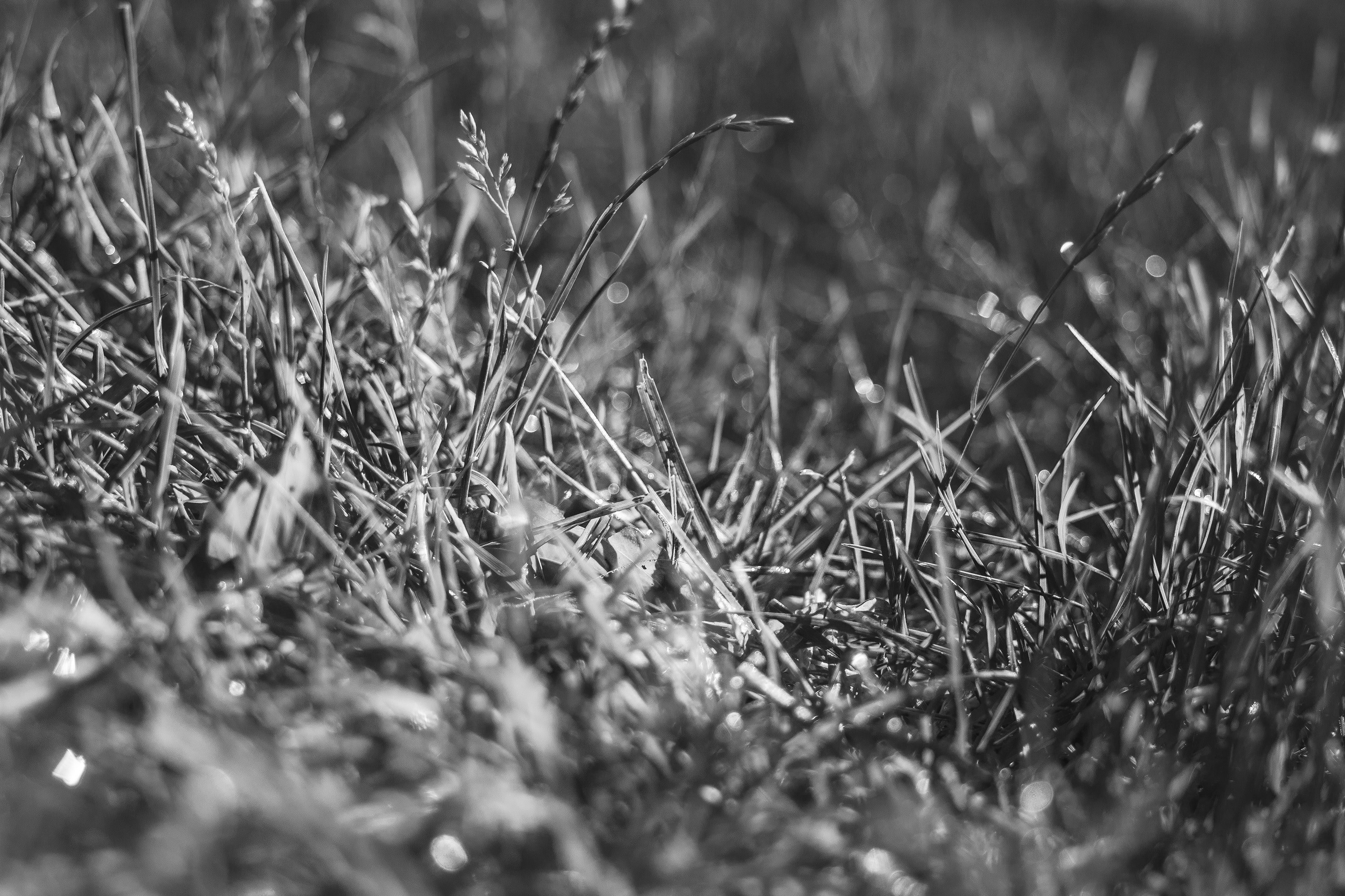 black and white macro shot of grass in field, monochrome grass macro 4k, HD Wallpaper
