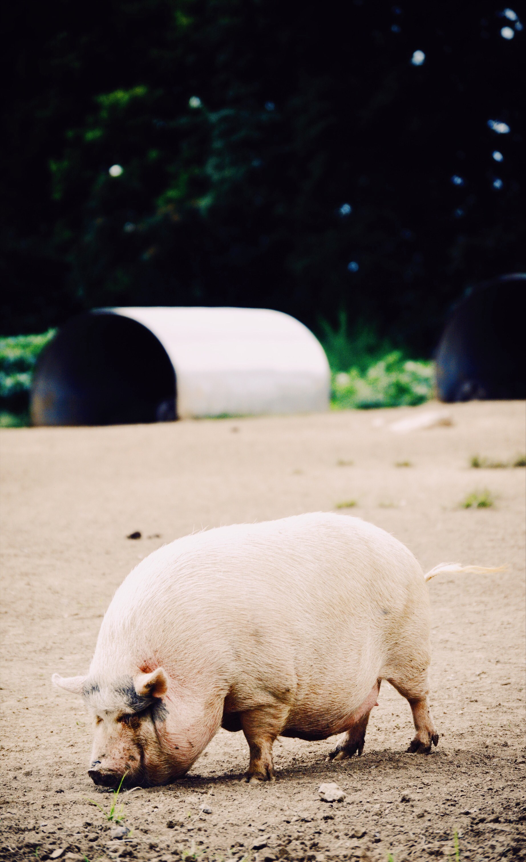 pig farm sanctuary and fat hd, 4k, Phone HD Wallpaper