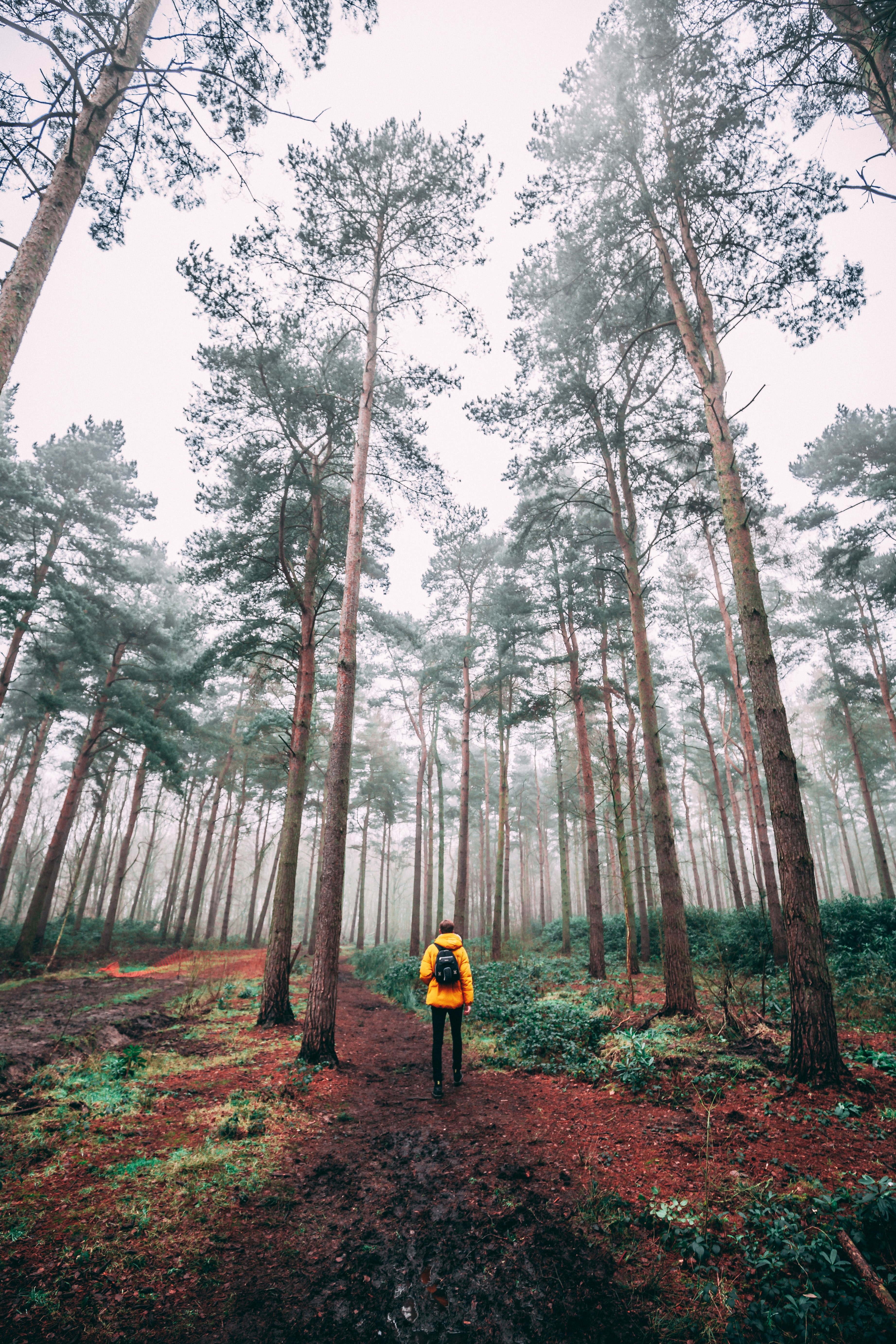 tree woodland forest and hike hd, 4k, Phone HD Wallpaper