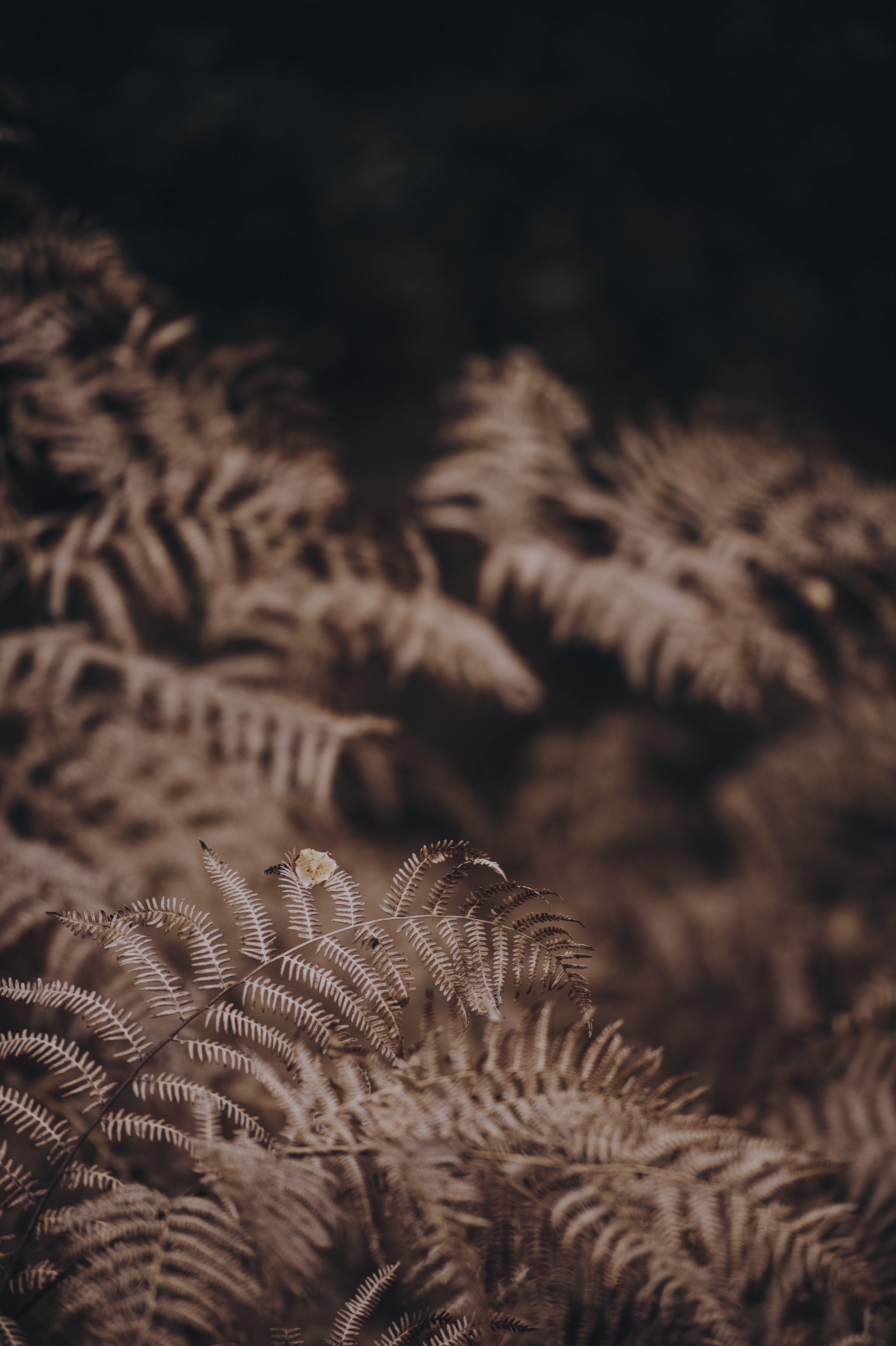 ferns catching leaves 4k, Phone HD Wallpaper