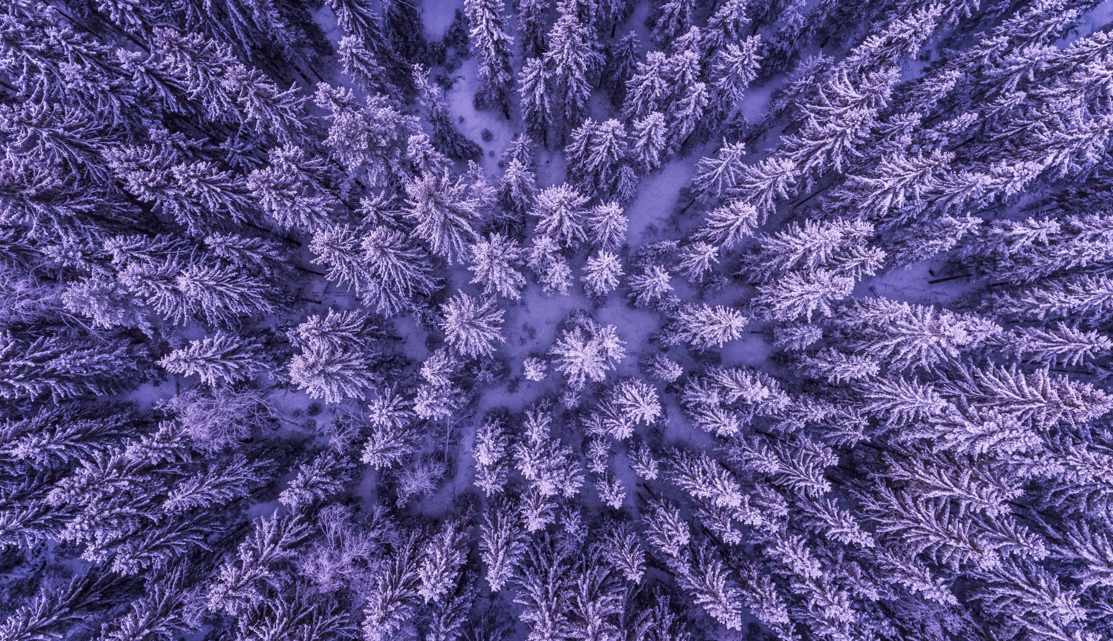 a drone shot of a snowy evergreen forest in menkerud, frozen forest 4k, HD Wallpaper