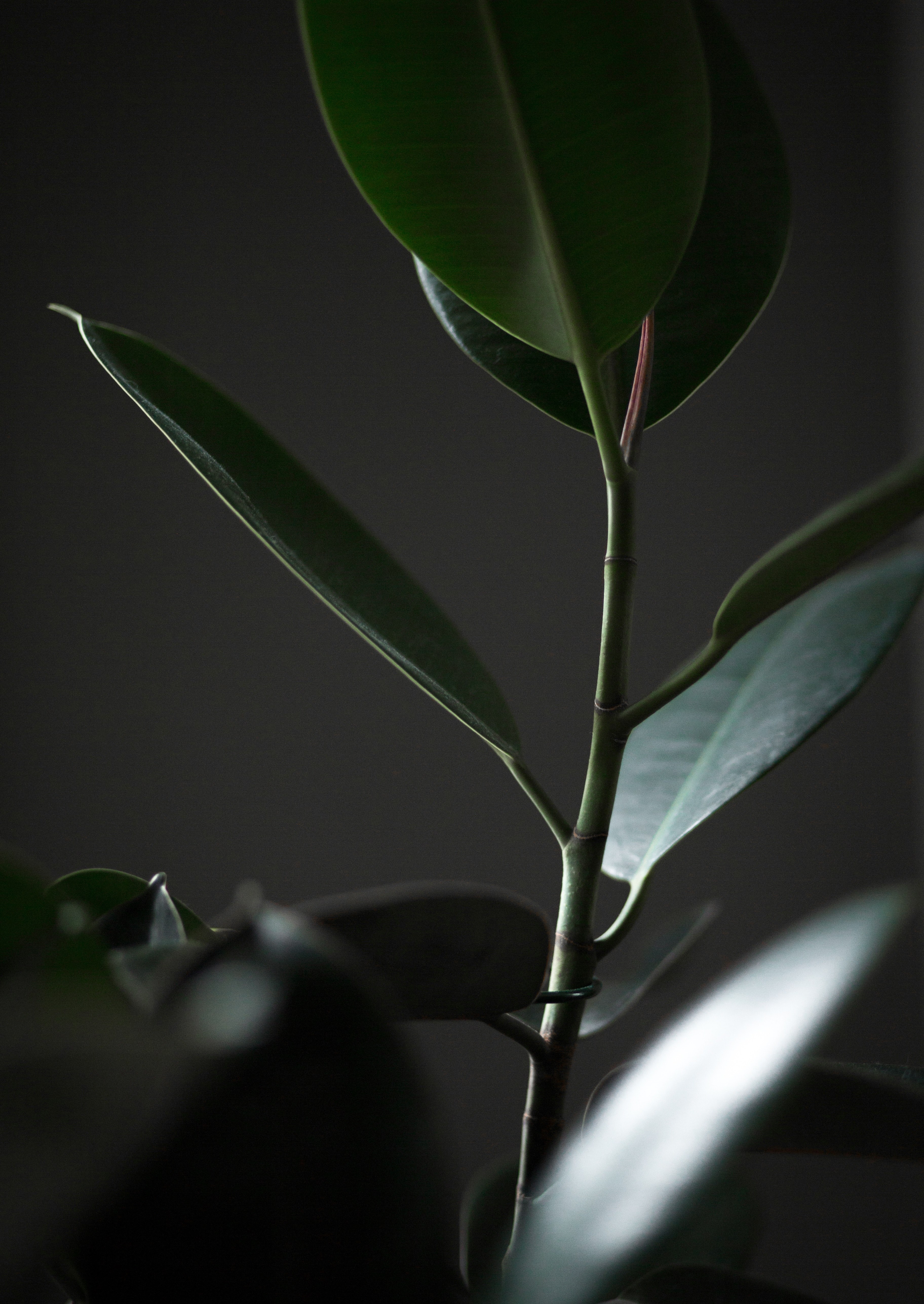 just leafy 4k, Phone HD Wallpaper