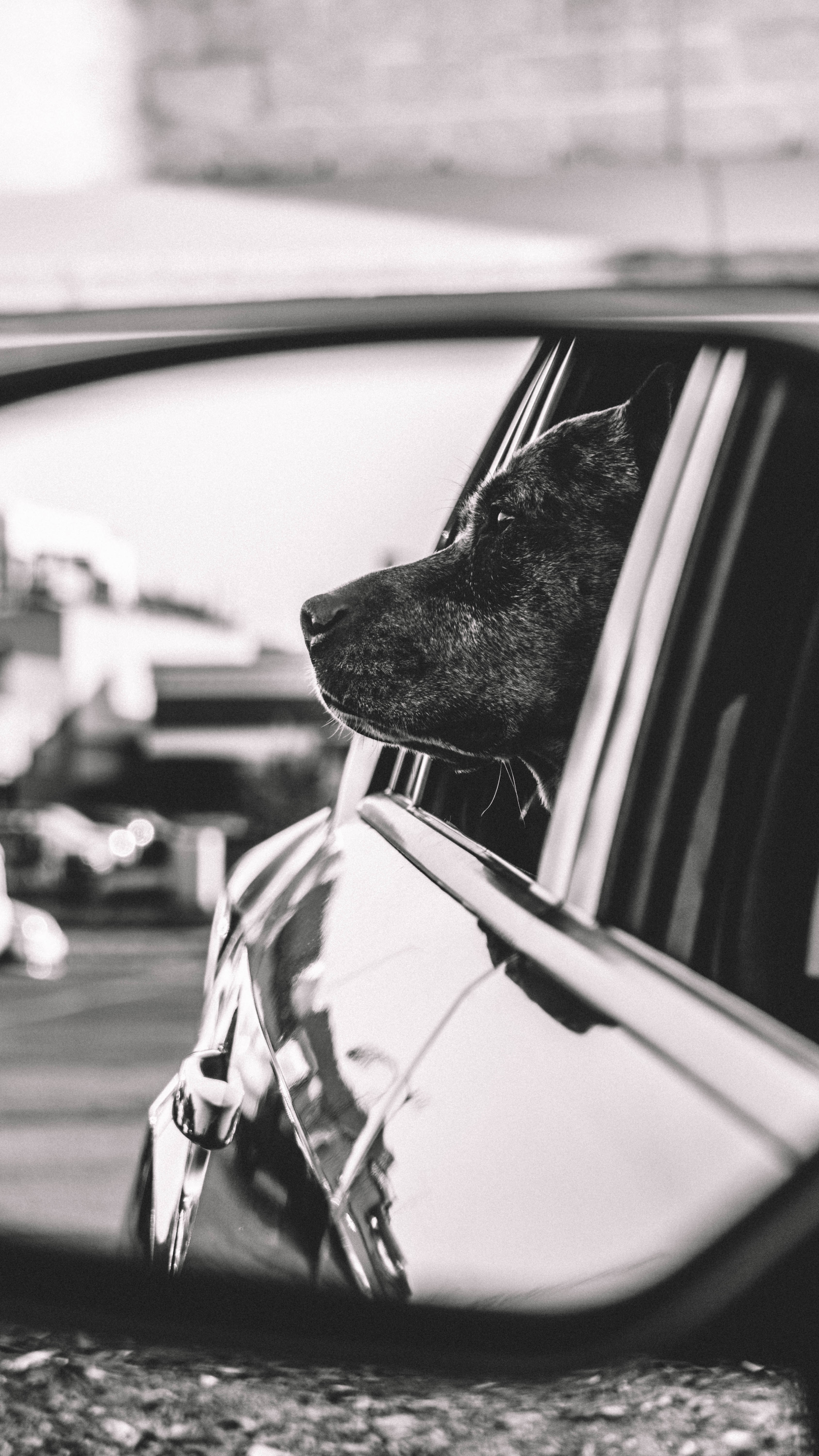 black and white reflection in rearview mirror of a dog looking out the window, the best travel companion 4k, Phone HD Wallpaper