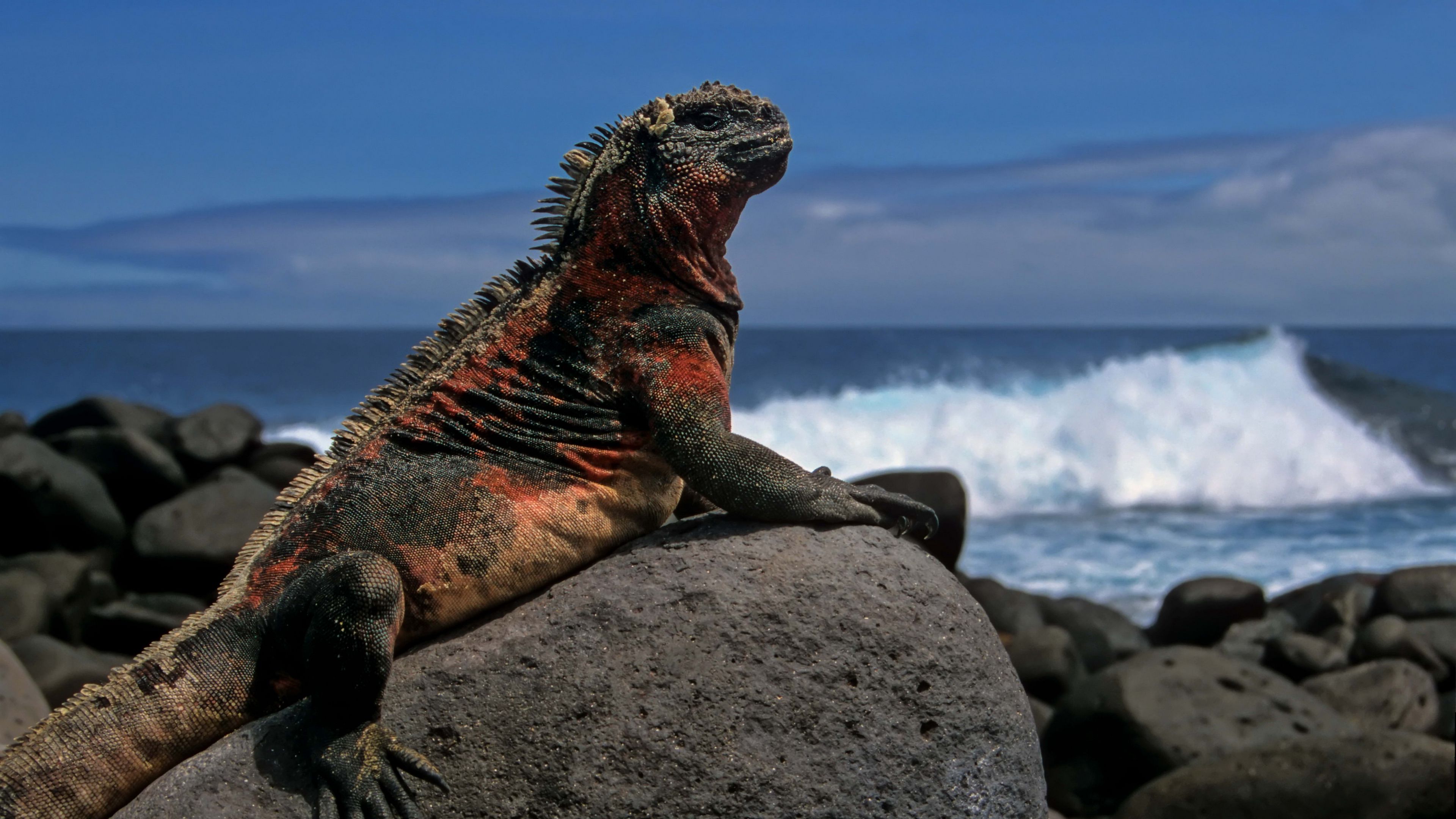 lizard, rock, sea, 4k, HD Wallpaper