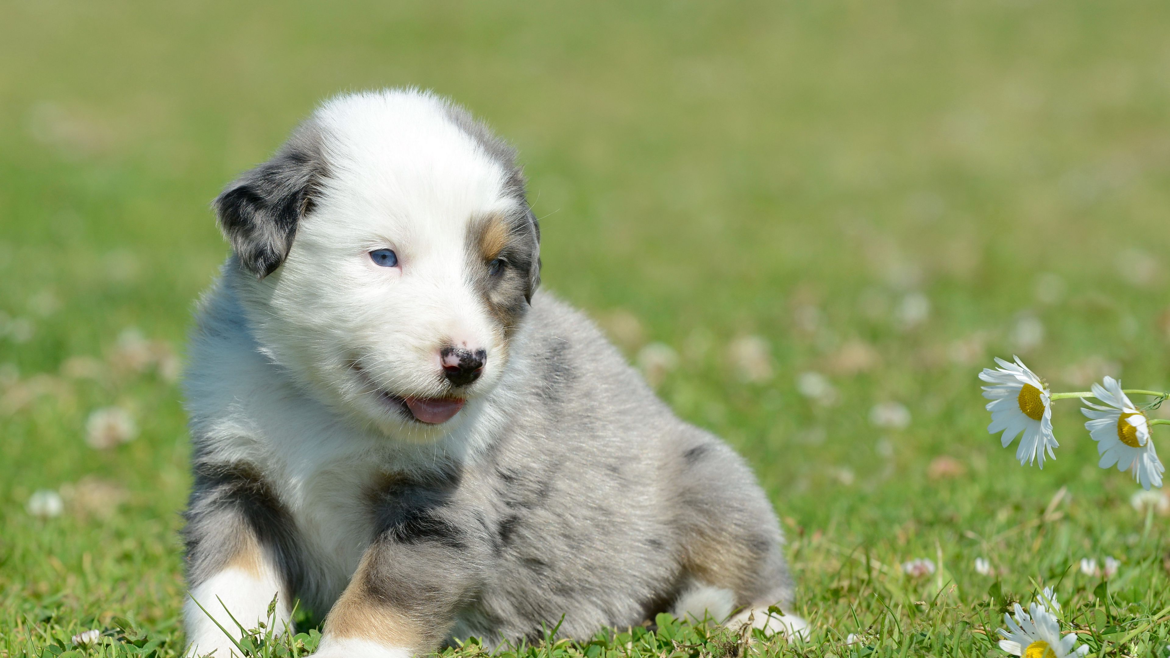 puppy, grass, daisies, 4k, HD Wallpaper