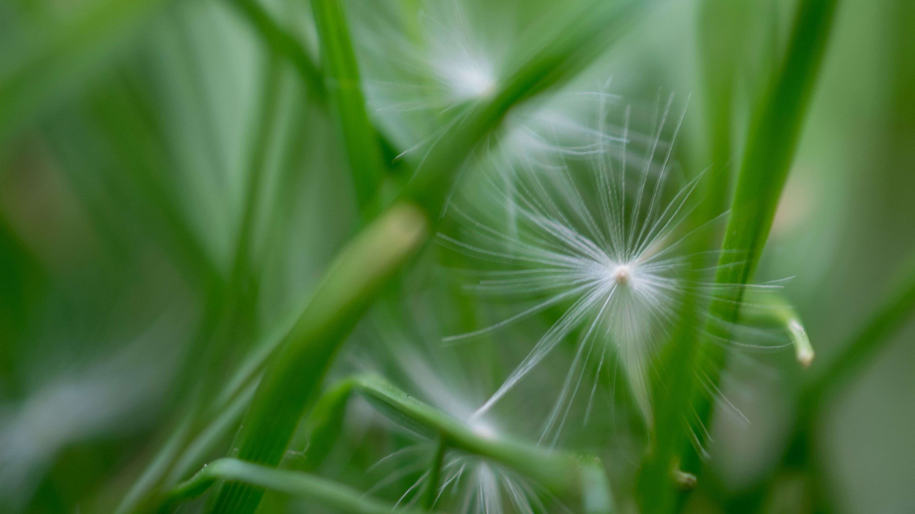 fluff, grass, macro, 4k, HD Wallpaper