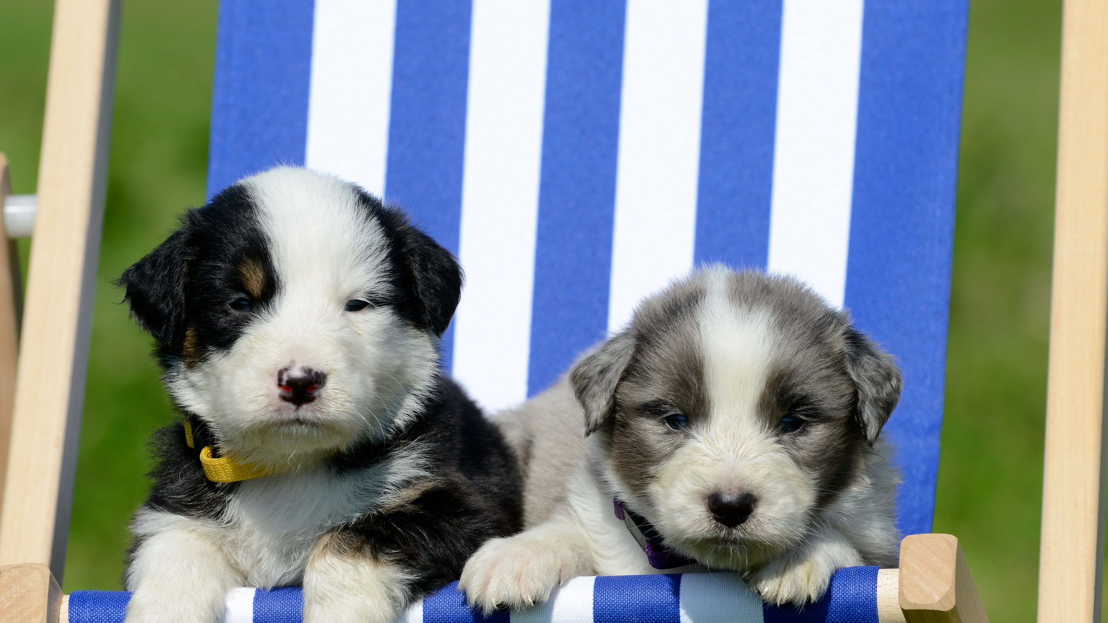 puppies, recreation, sunbed, 4k, HD Wallpaper