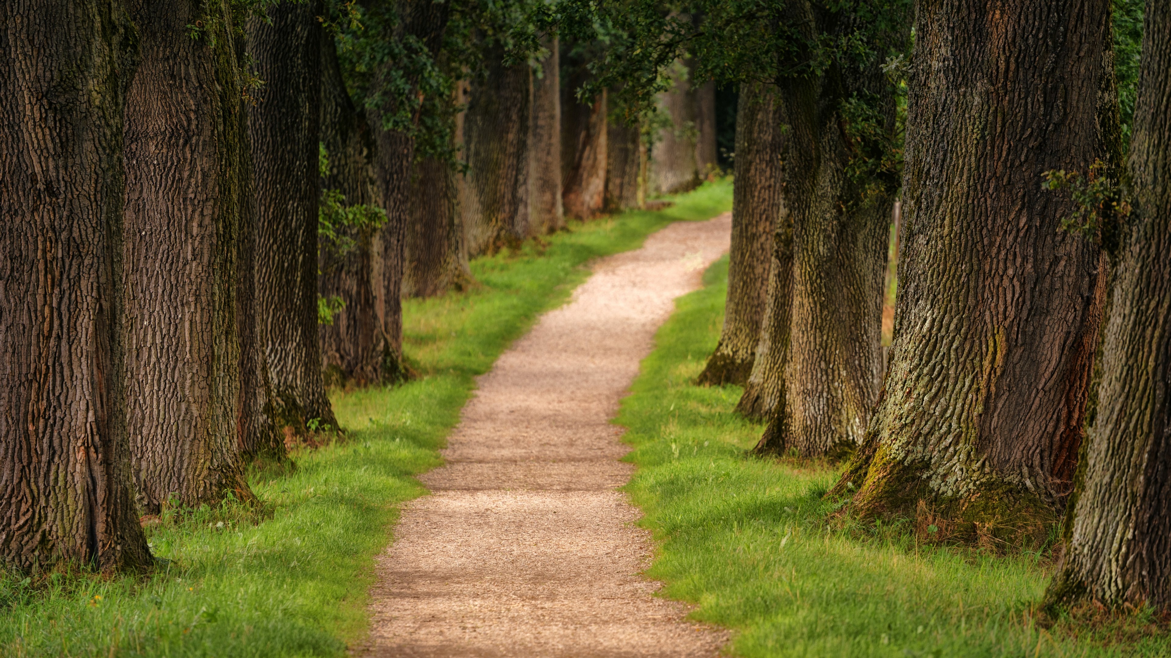path trail pathway and forest 4k, HD Wallpaper
