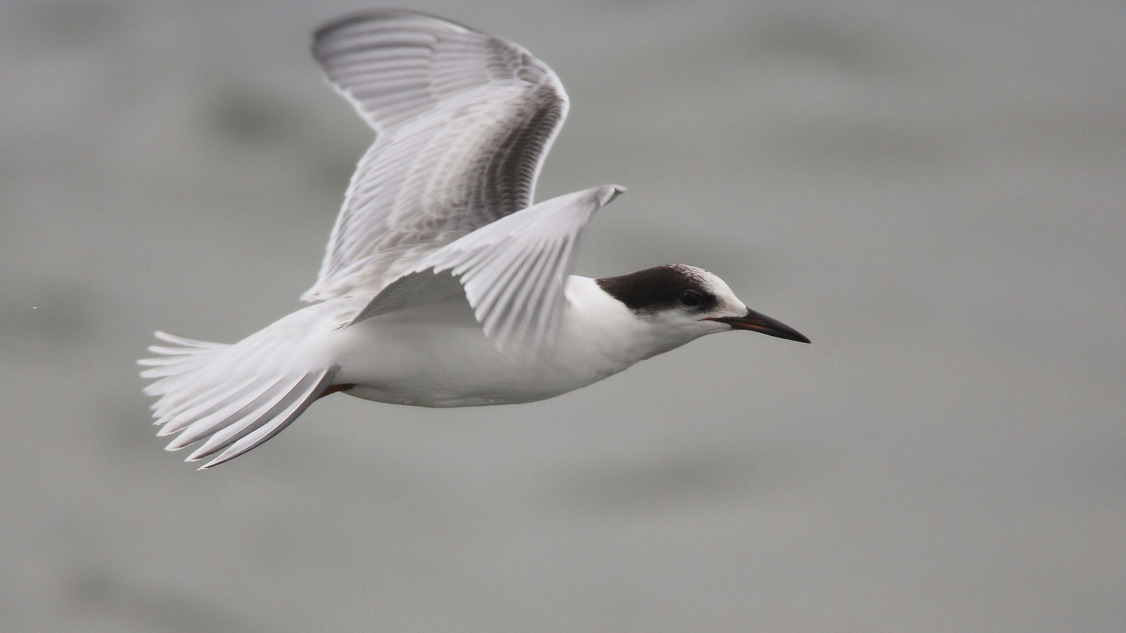 seagull, flying, sea, 4k, HD Wallpaper