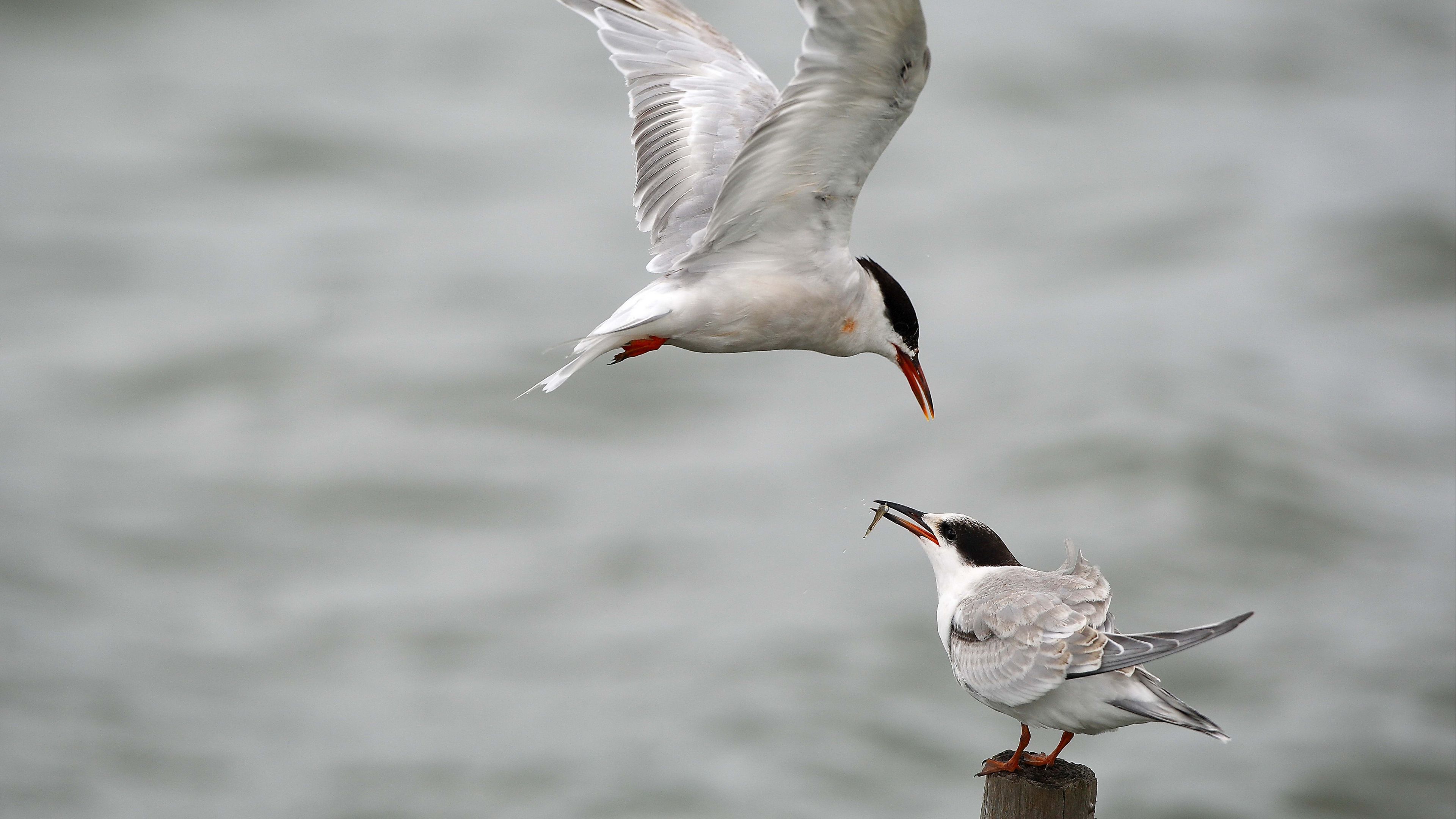gull, mining, poultry, 4k, HD Wallpaper