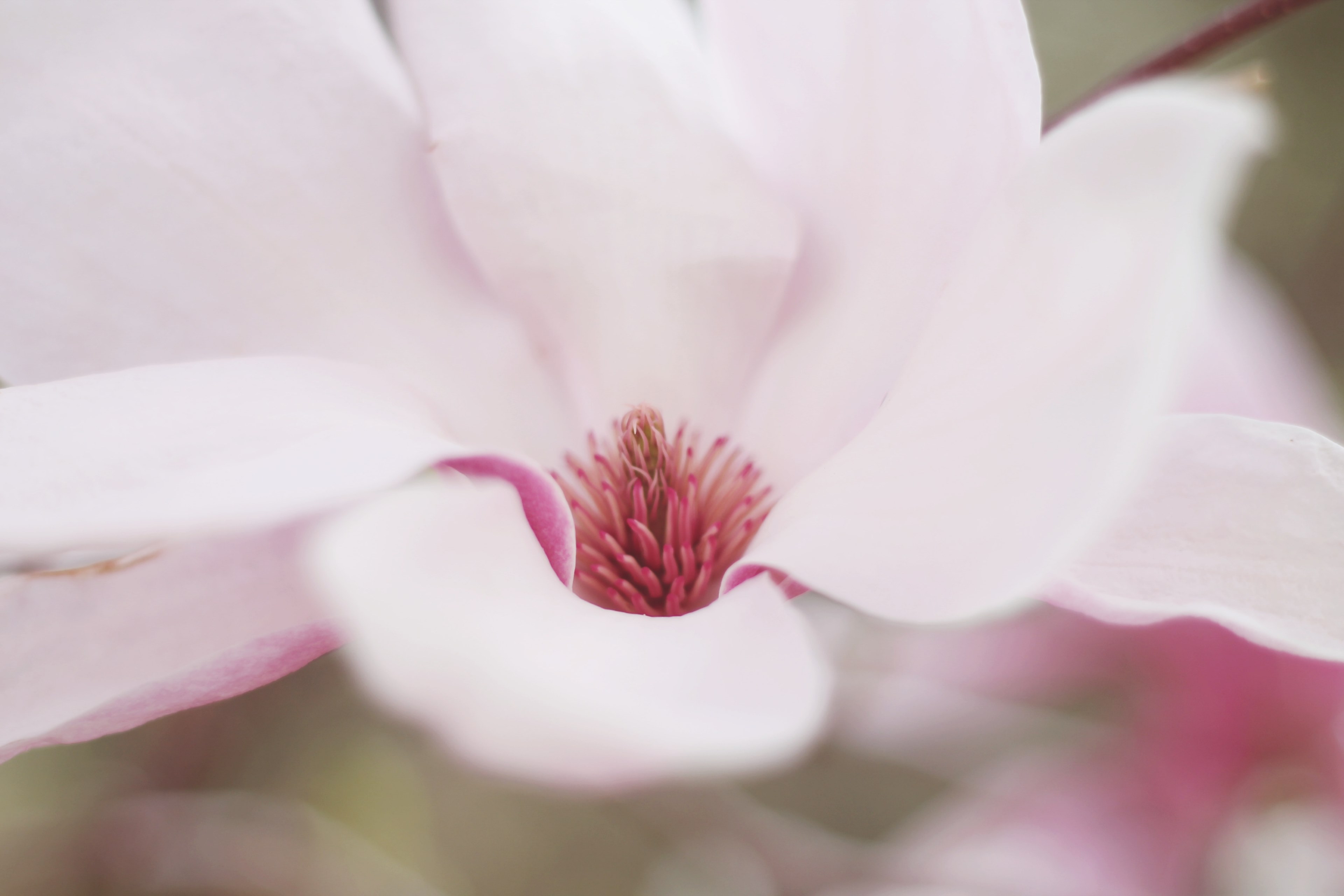 a blurry close up of the inside of a light pink flower, delicate pink flower 4k, HD Wallpaper