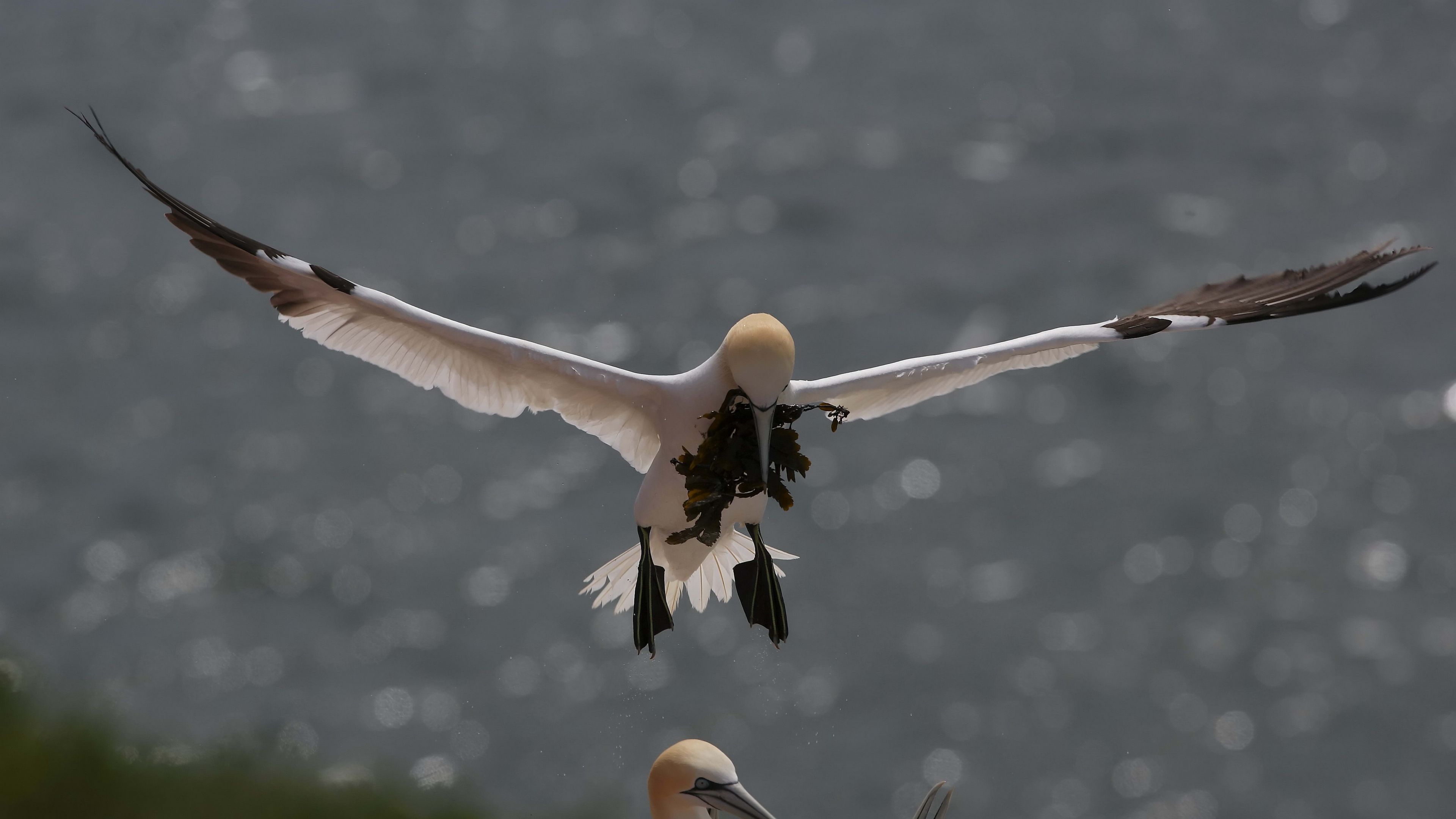 gull, nest, algae, 4k, HD Wallpaper