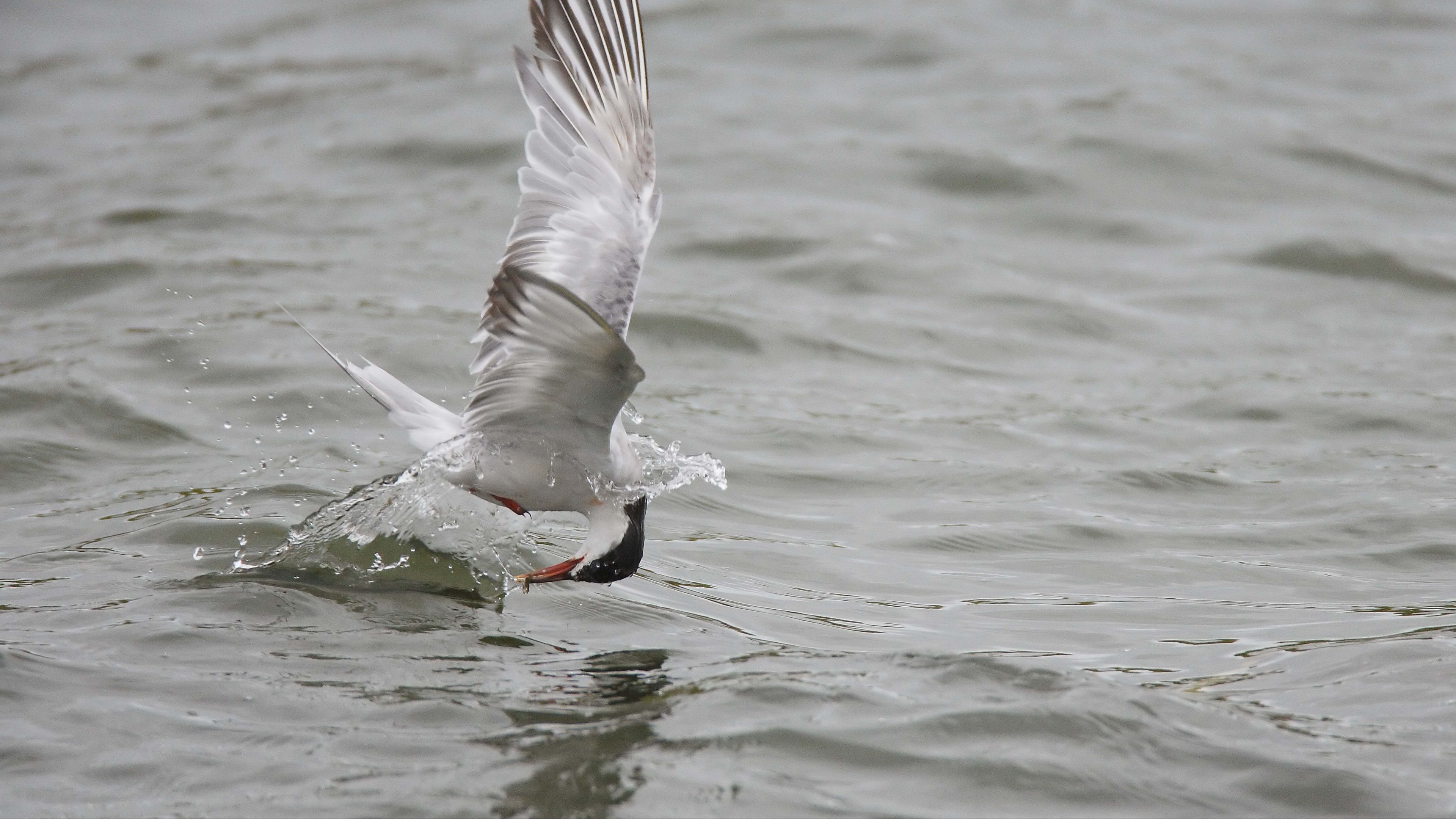 gull, mining, hunting, 4k, HD Wallpaper