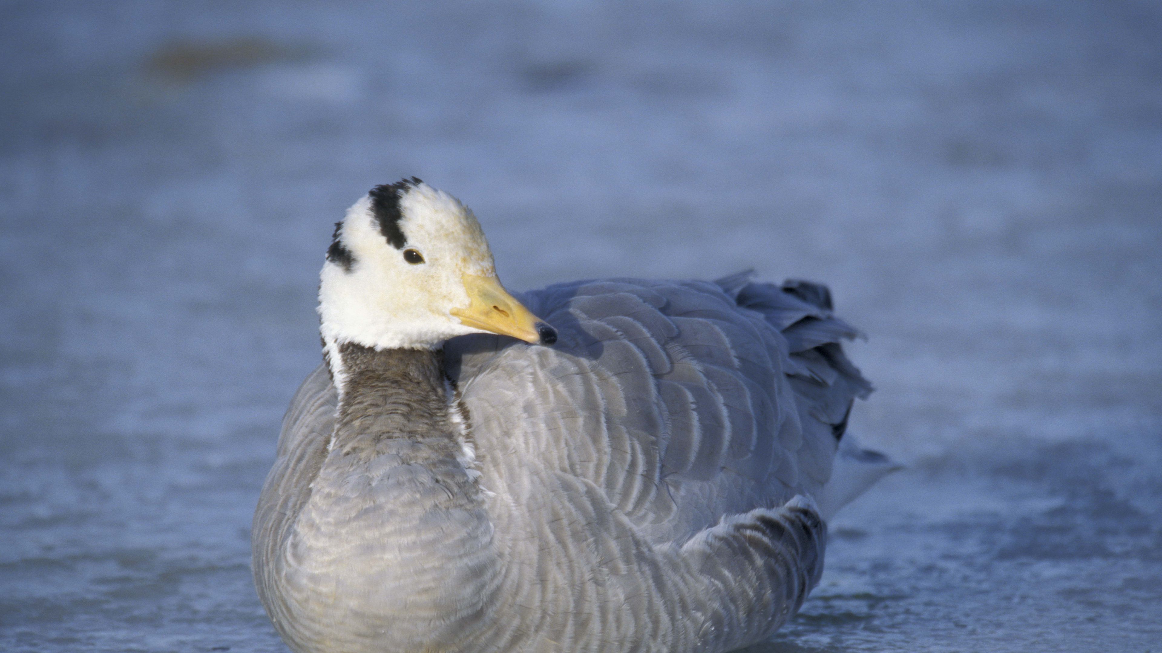duck, bird, feathers, winter, 4k, HD Wallpaper