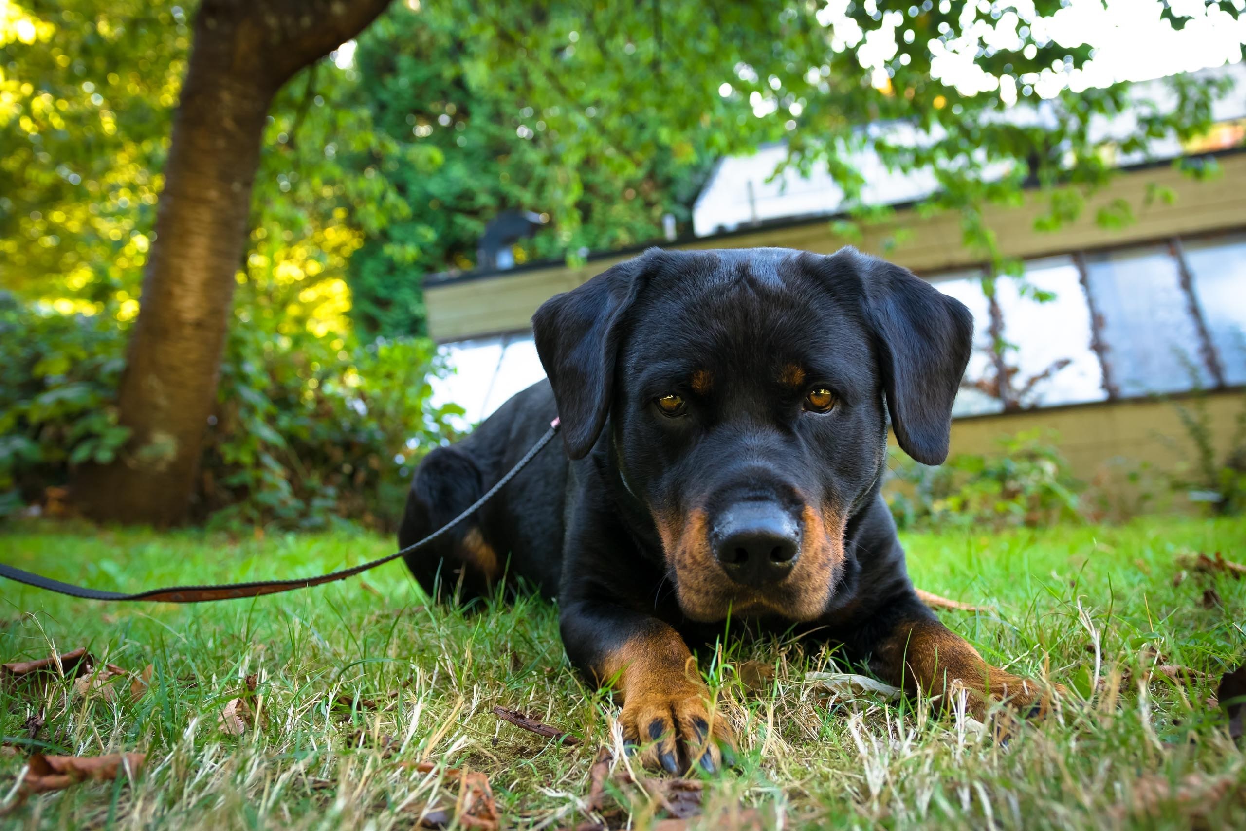 black watchdog hound and domestic animal 4k, HD Wallpaper