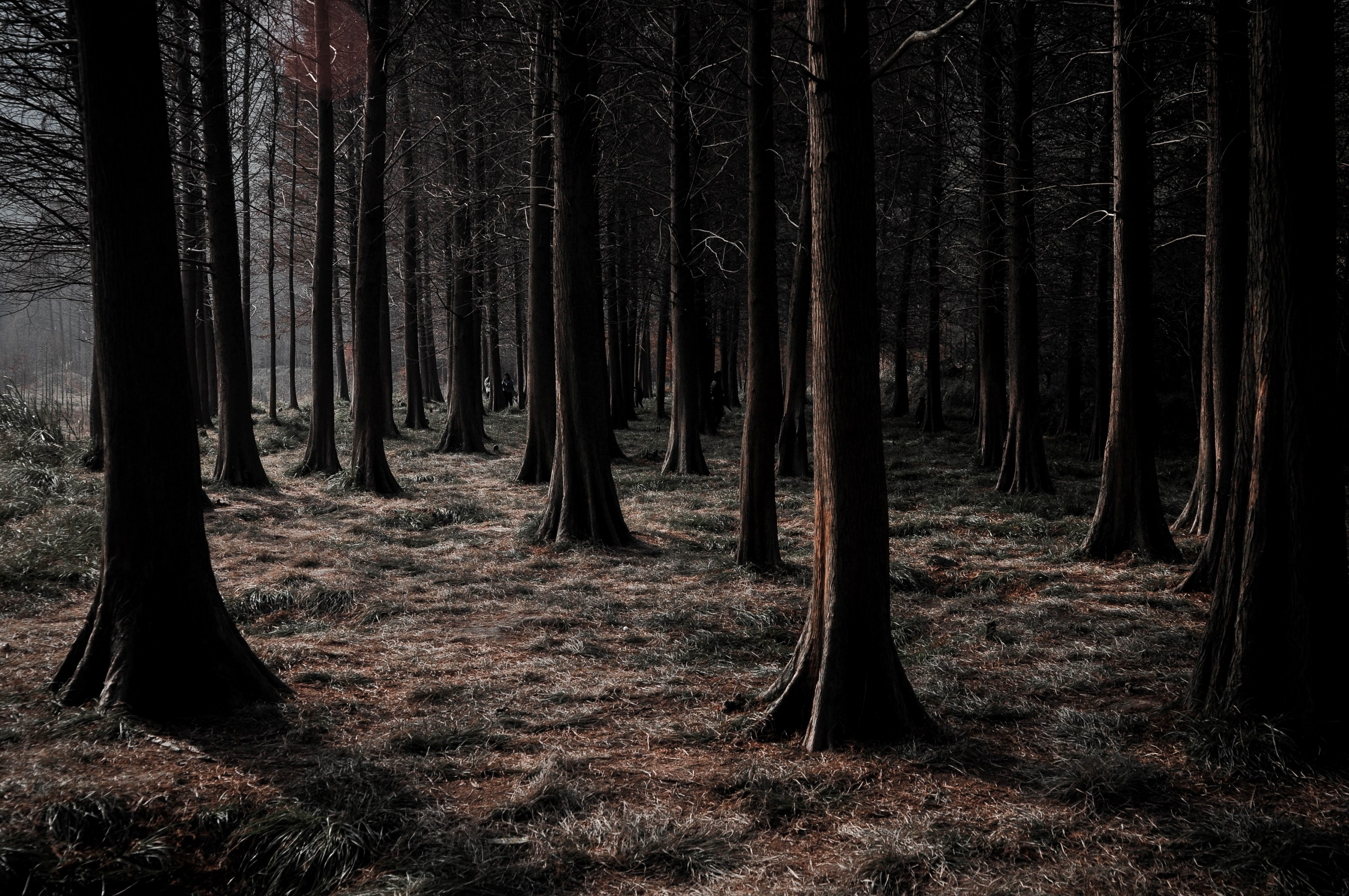 redwood 4k, HD Wallpaper