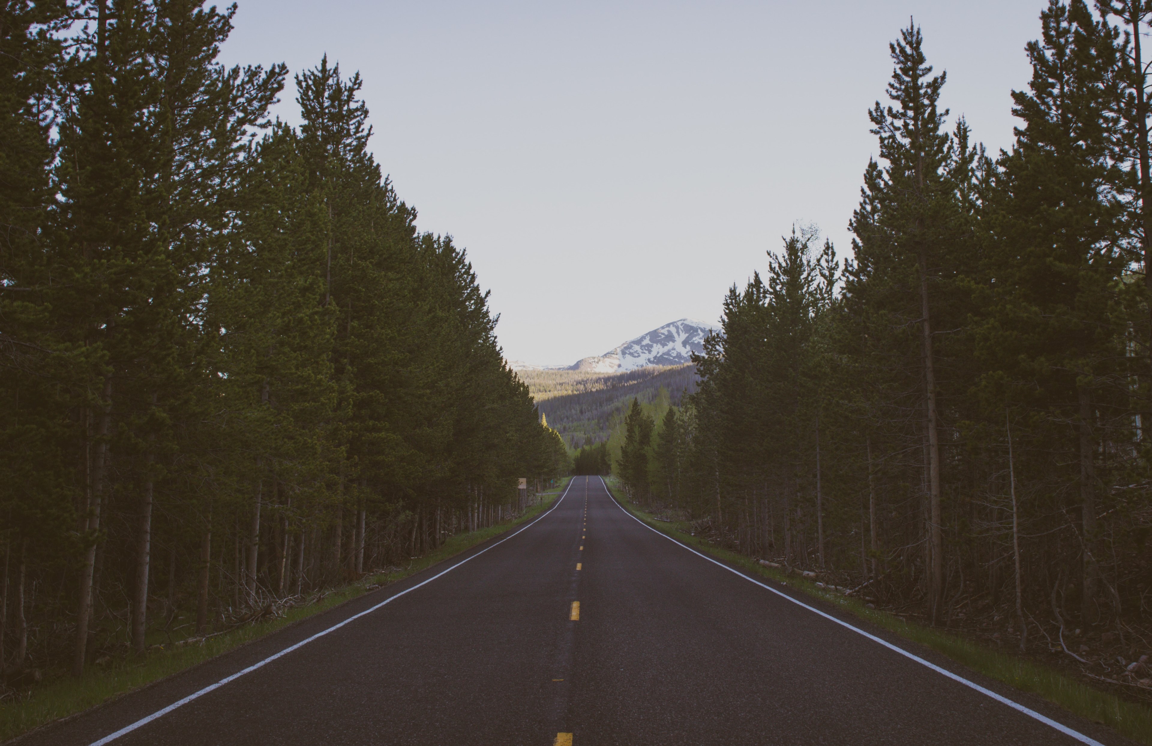 a straight asphalt road leading into snowy mountains, tree lined asphalt road 4k, HD Wallpaper