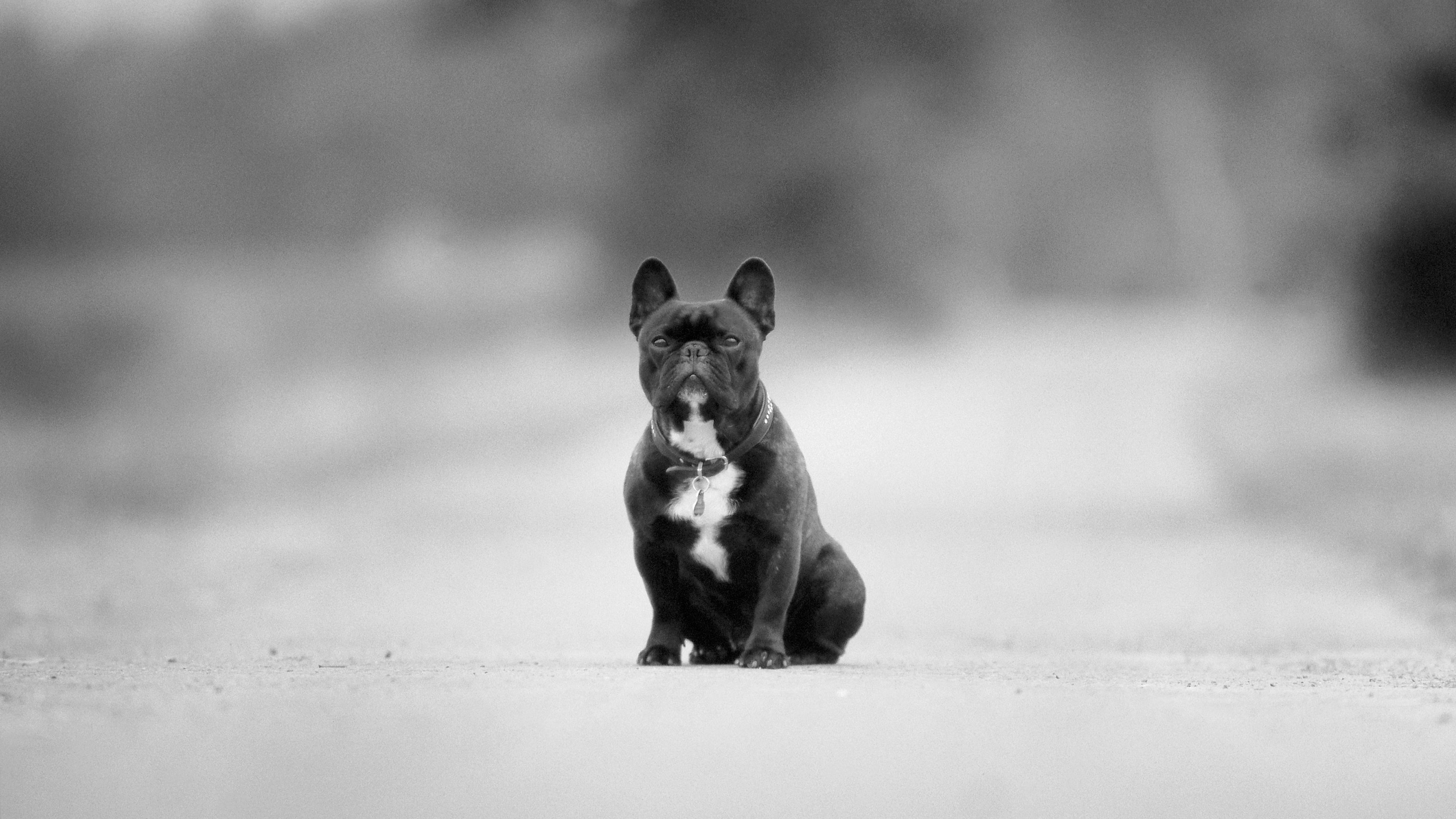 hound, breed, black and white, road, asphalt, 4k, HD Wallpaper