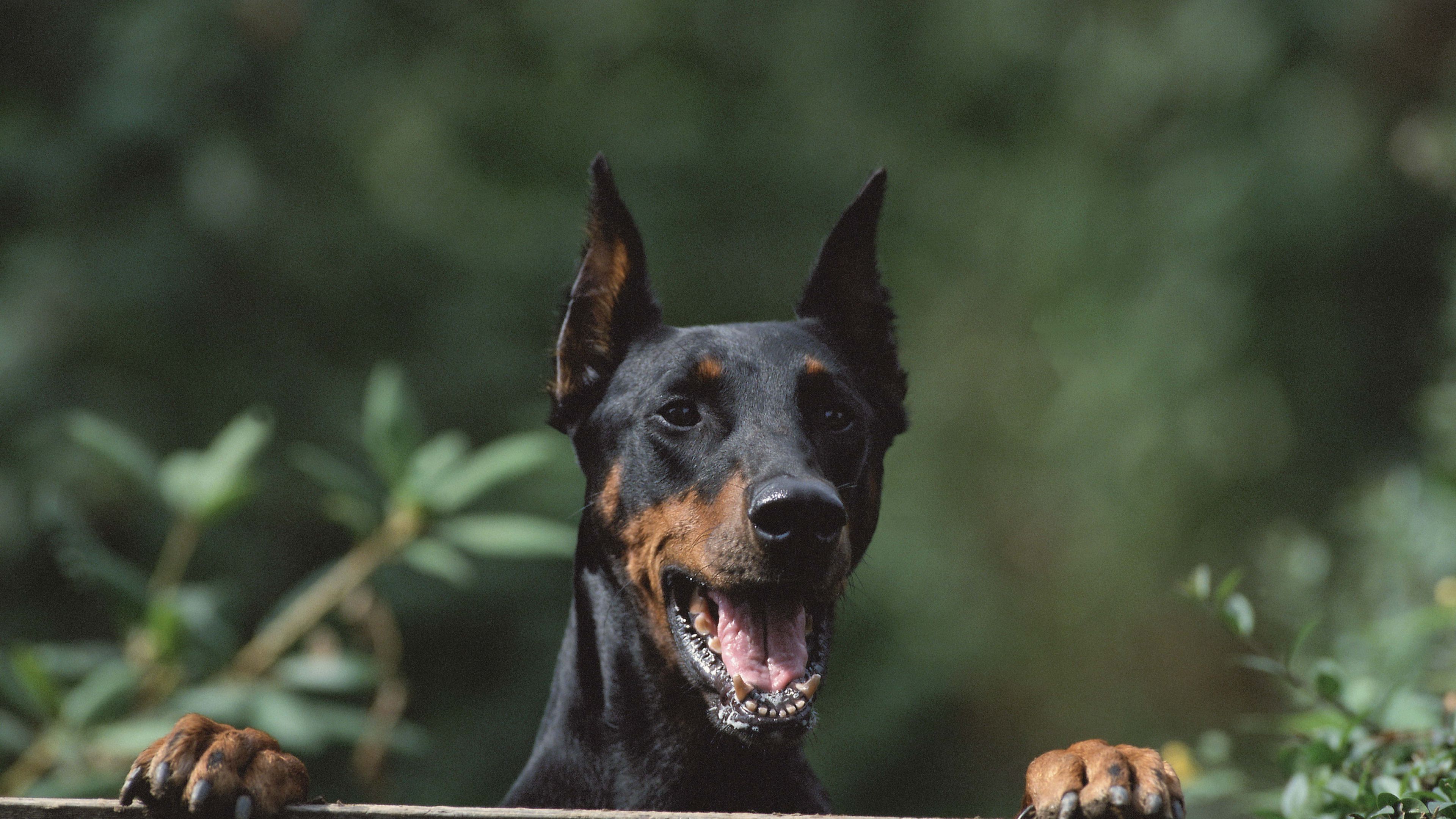dog, security, fence, 4k, HD Wallpaper