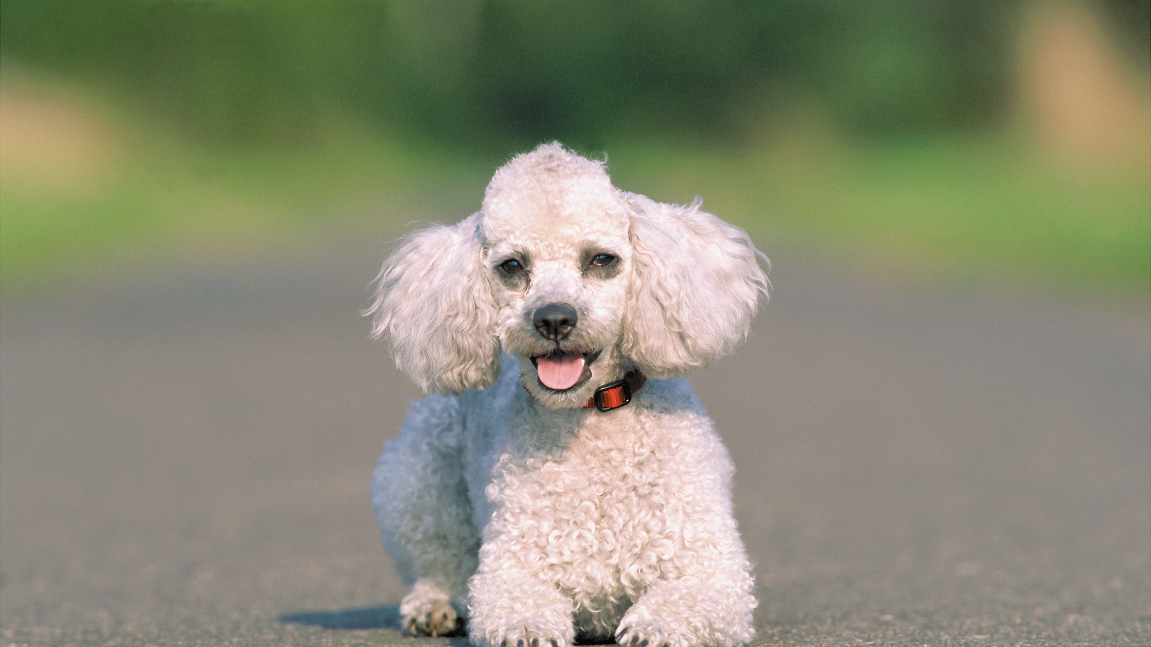 dog, asphalt, run, 4k, HD Wallpaper