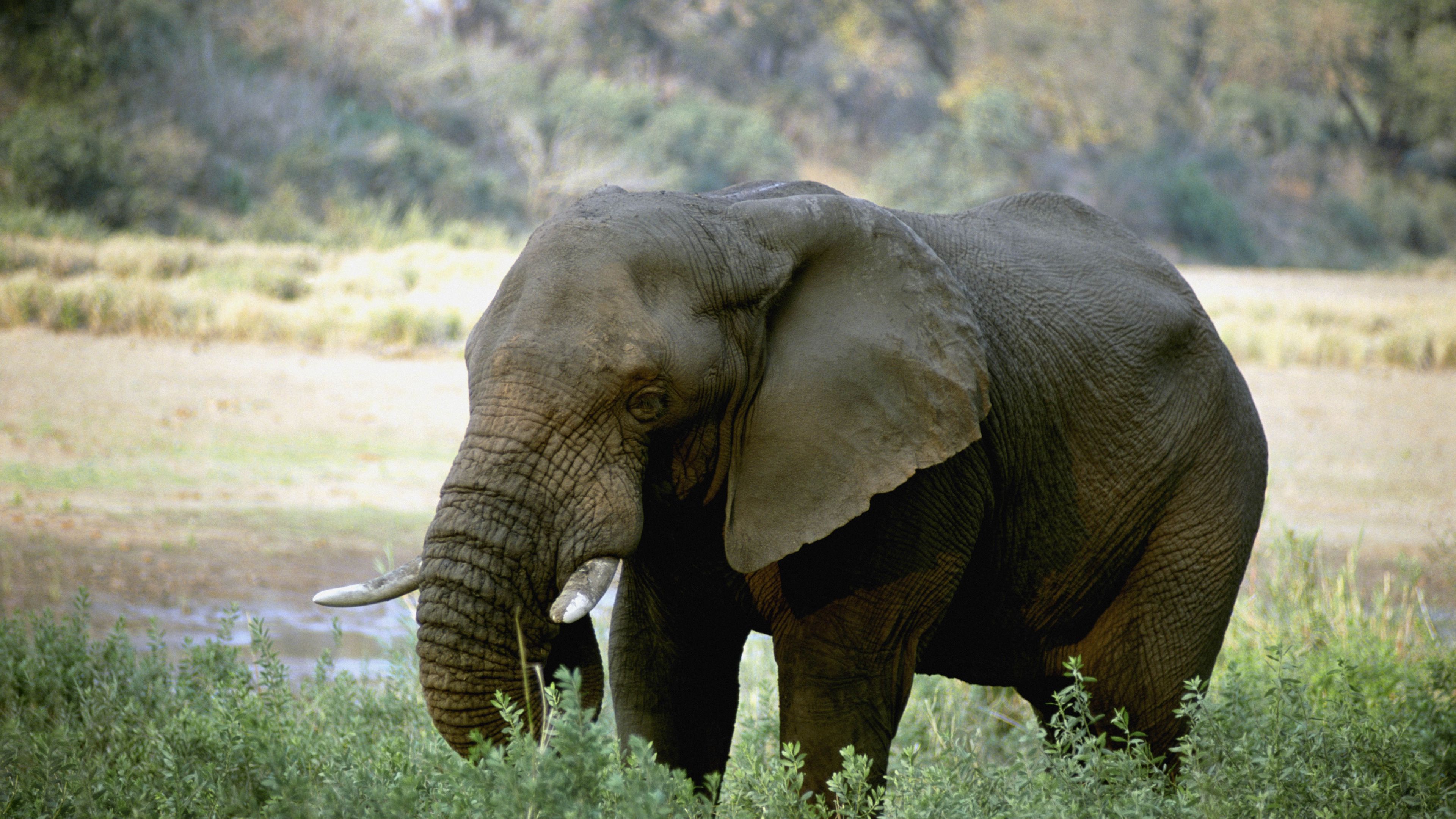 elephant, tusks, africa, 4k, HD Wallpaper