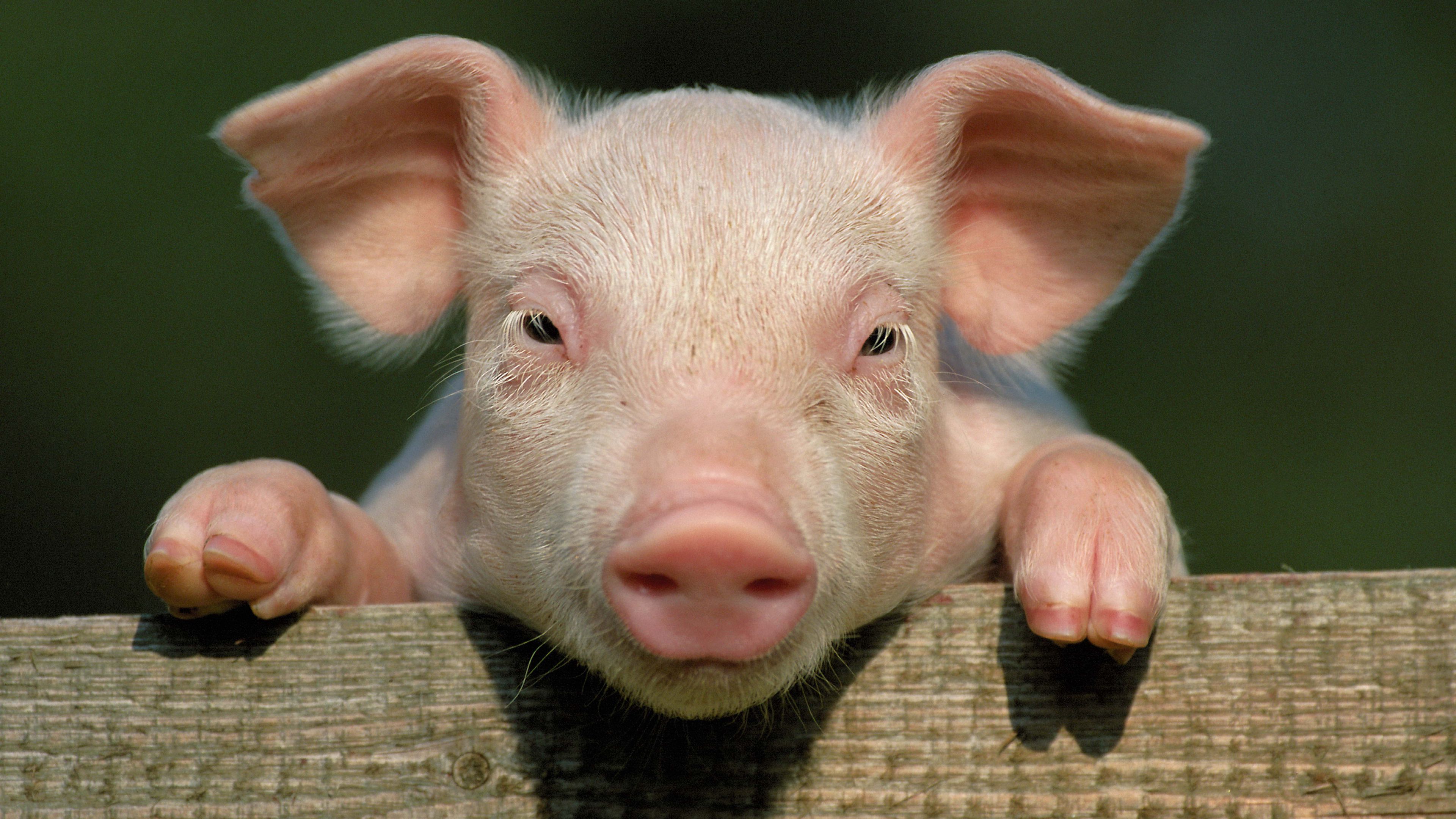 pig, little pig, countryside, hooves, close up, face, 4k, HD Wallpaper