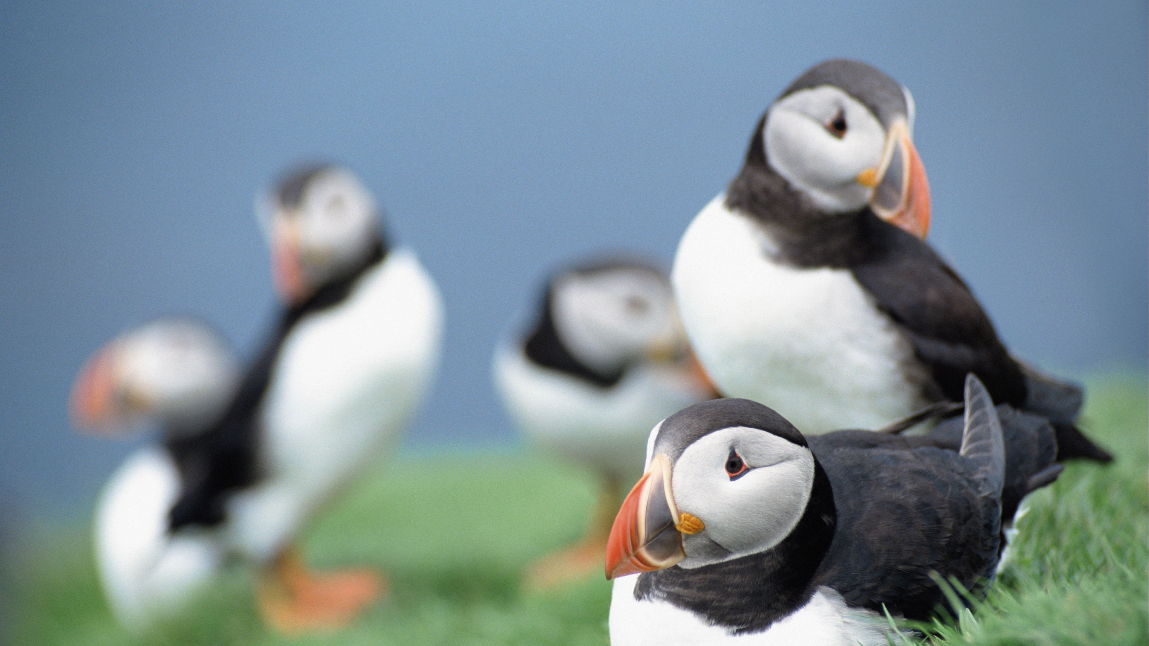 birds, puffins, grass, sky, 4k, HD Wallpaper
