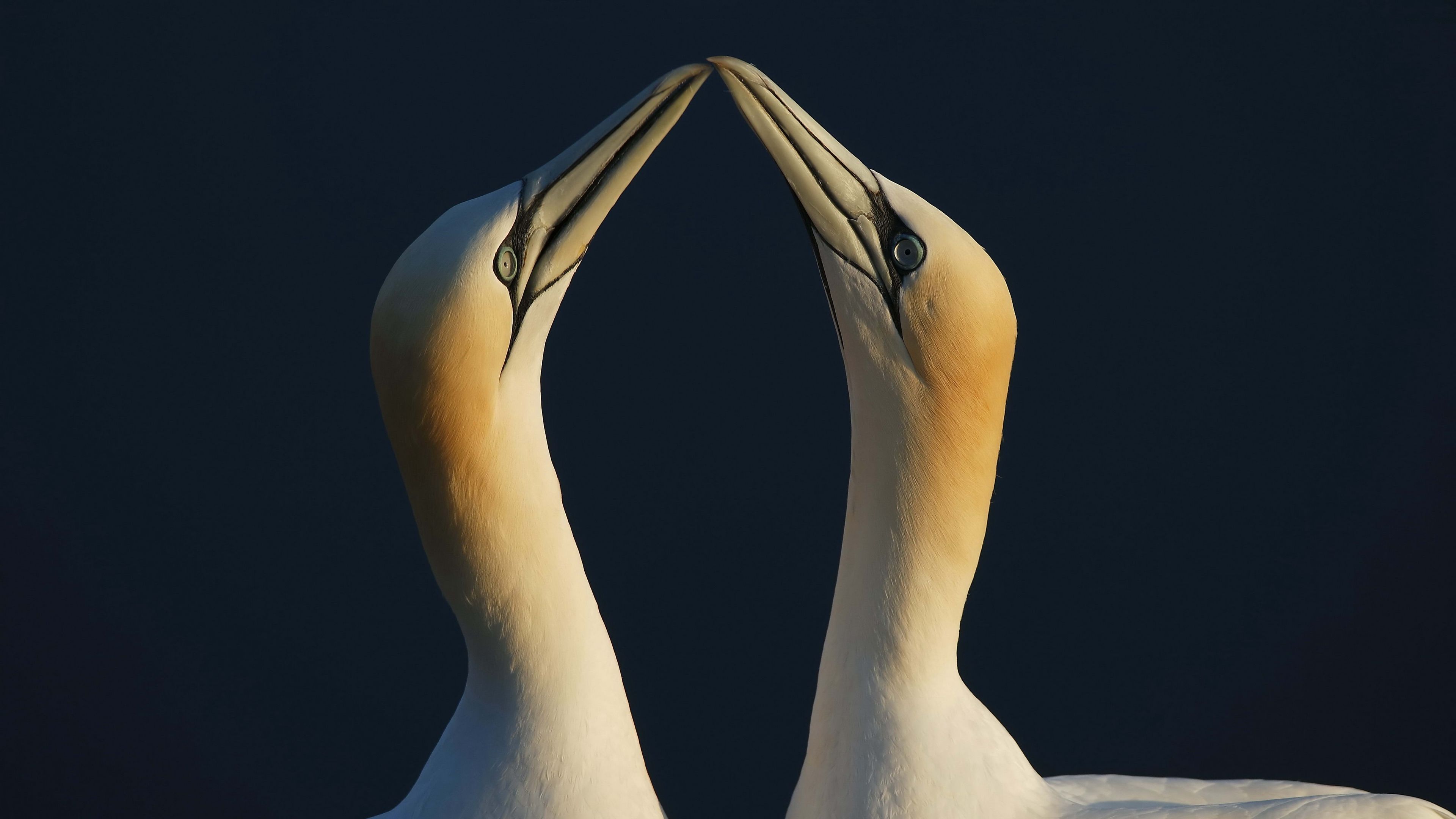 bird, love, couple, 4k, HD Wallpaper