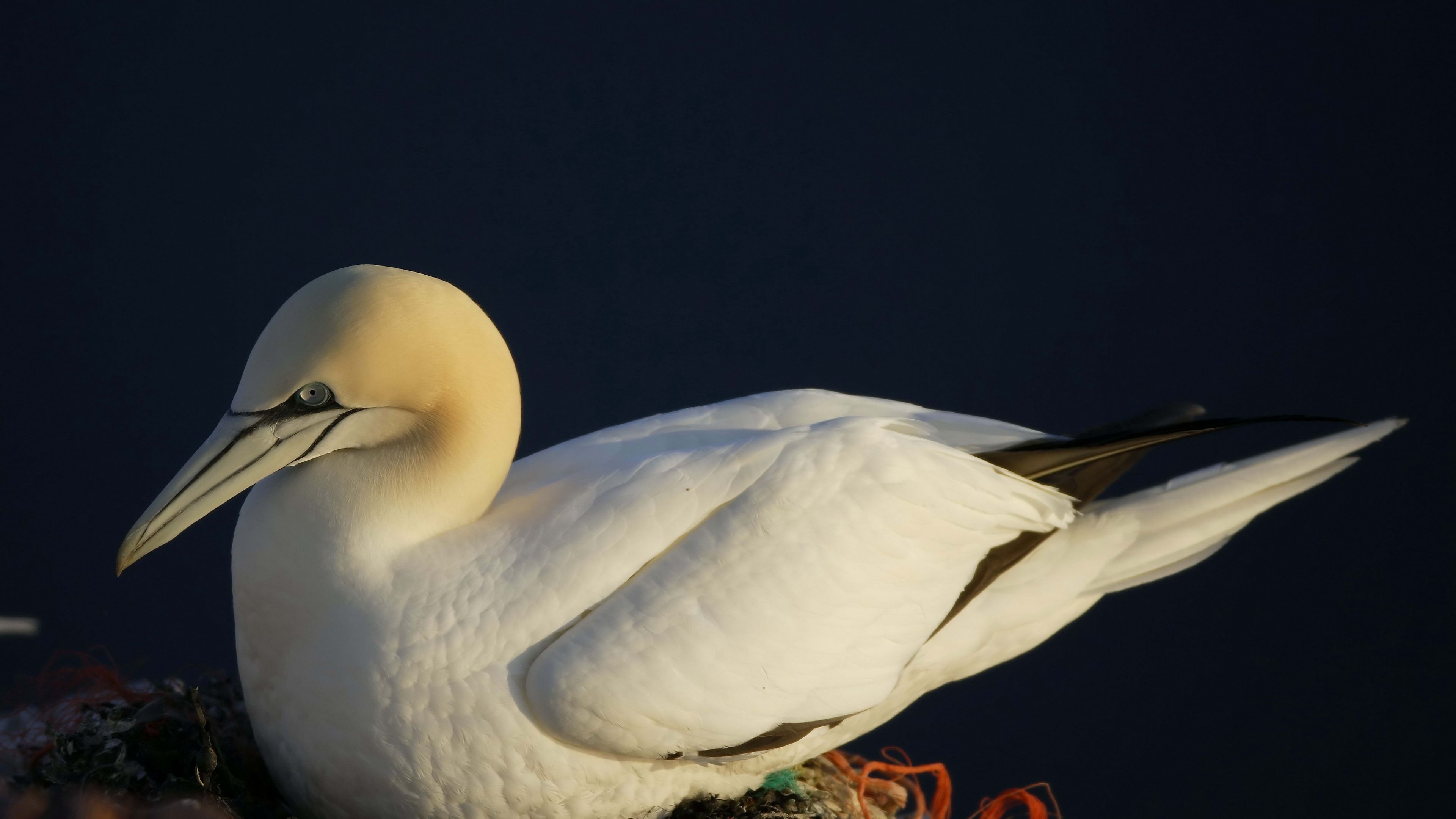bird, nest, seagull, 4k, HD Wallpaper