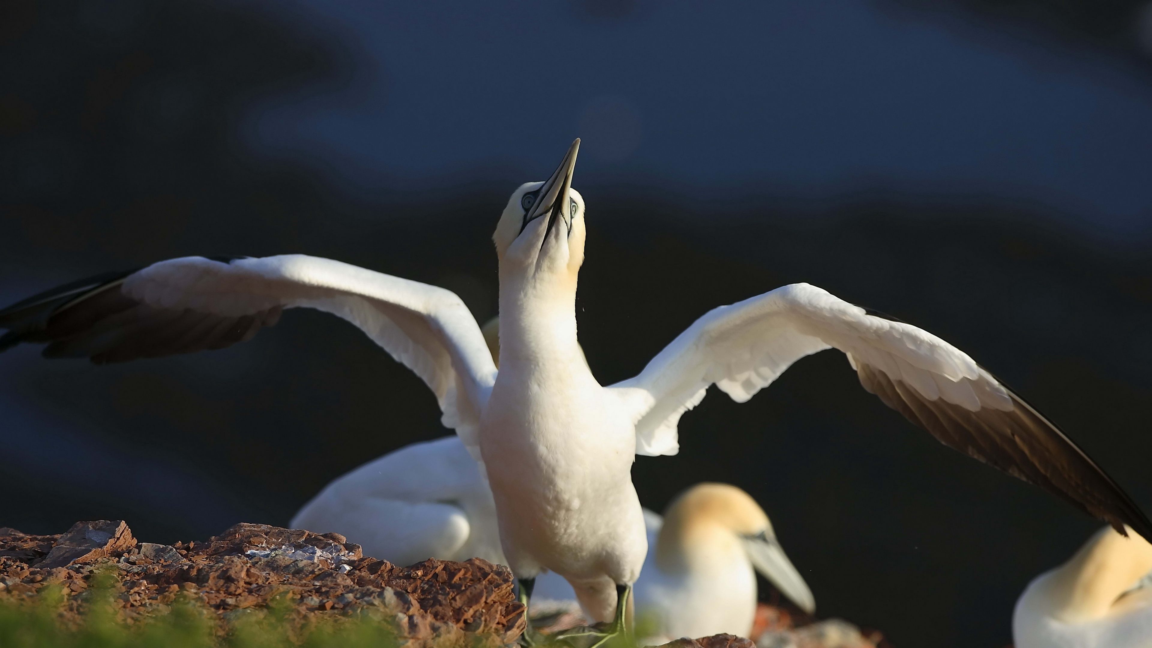 chick, bird, blur, 4k, HD Wallpaper