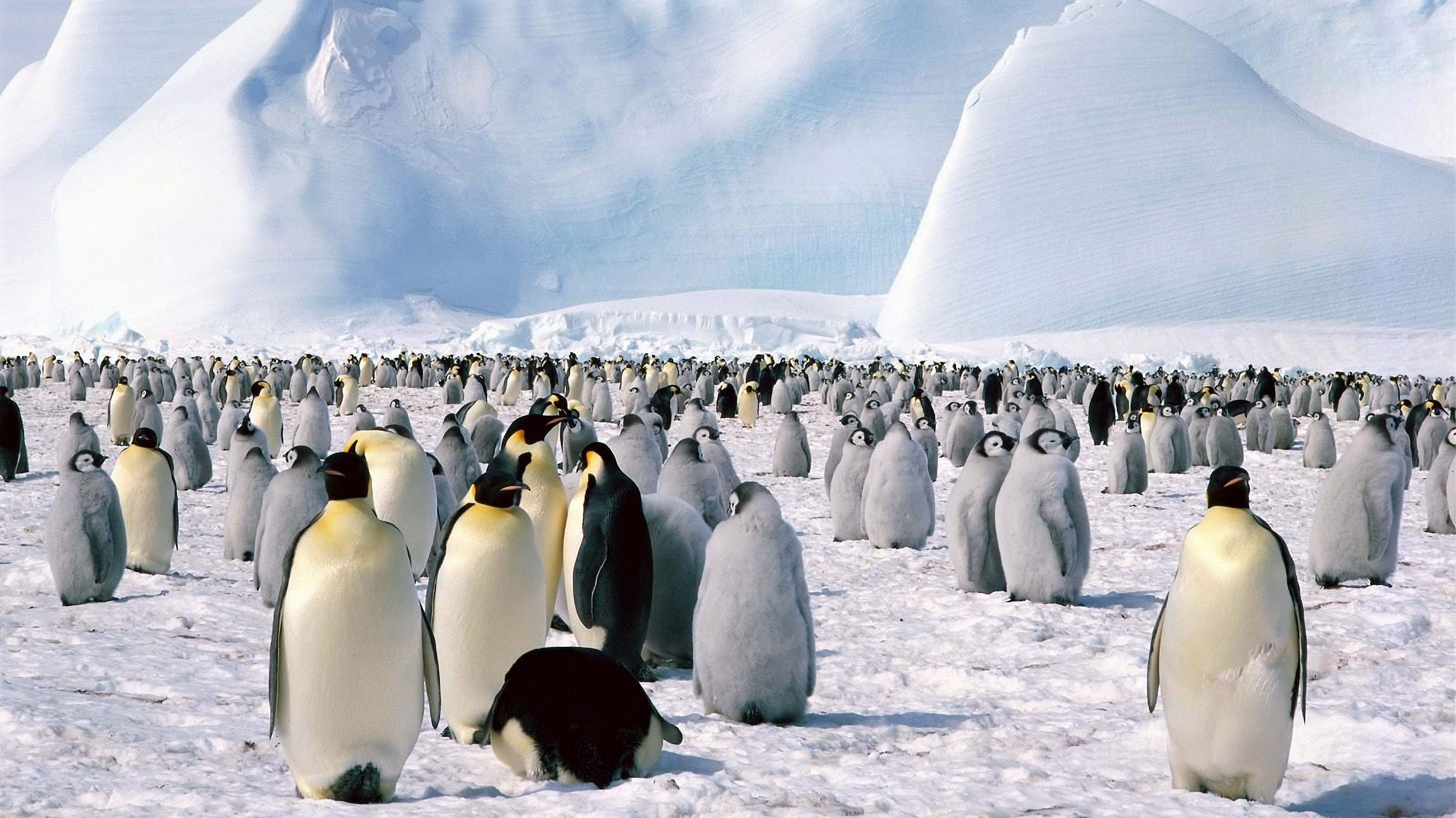 penguins, flock, north, snow, mountain, 4k, HD Wallpaper