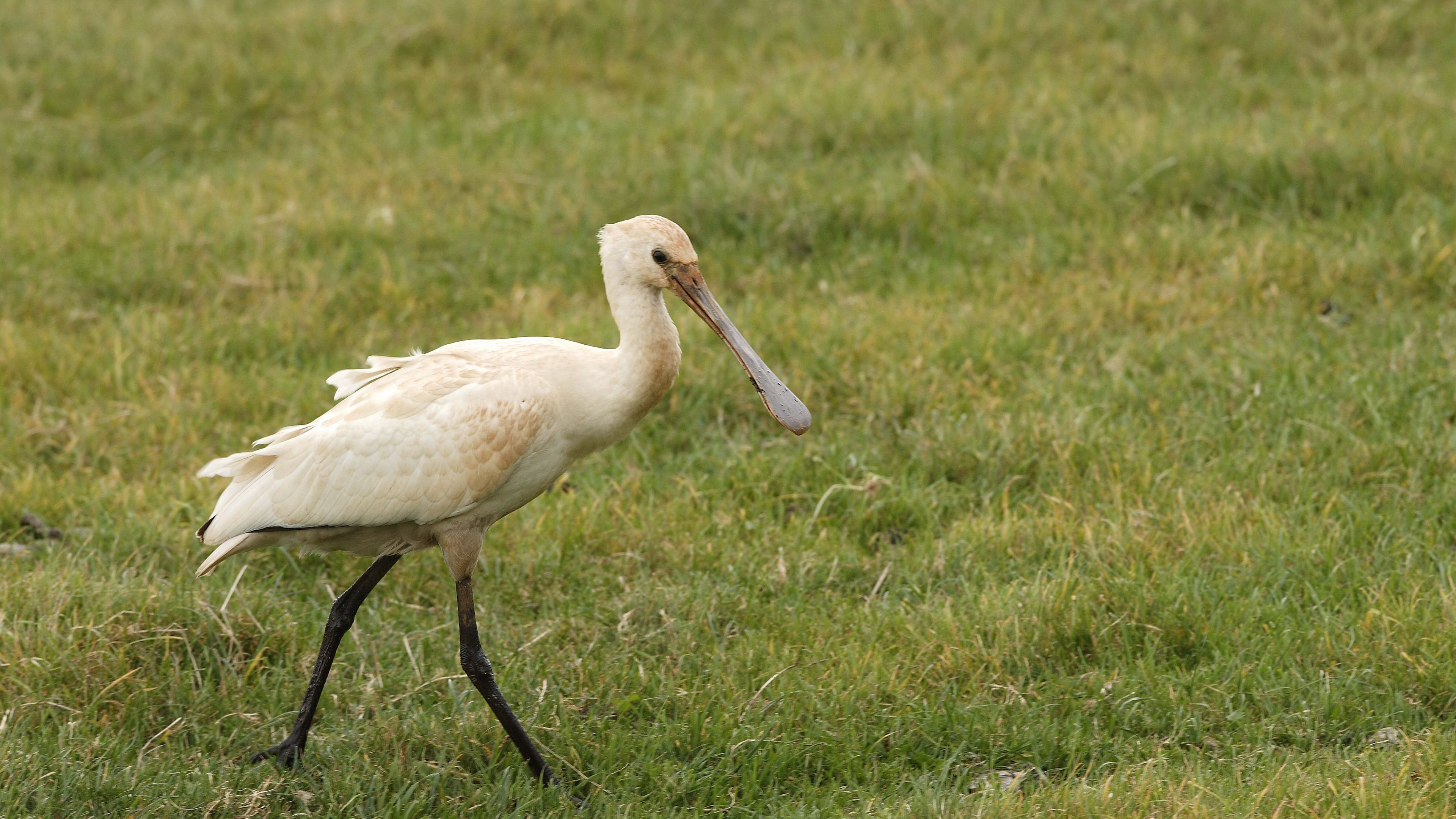 bird, beak, grass, 4k, HD Wallpaper