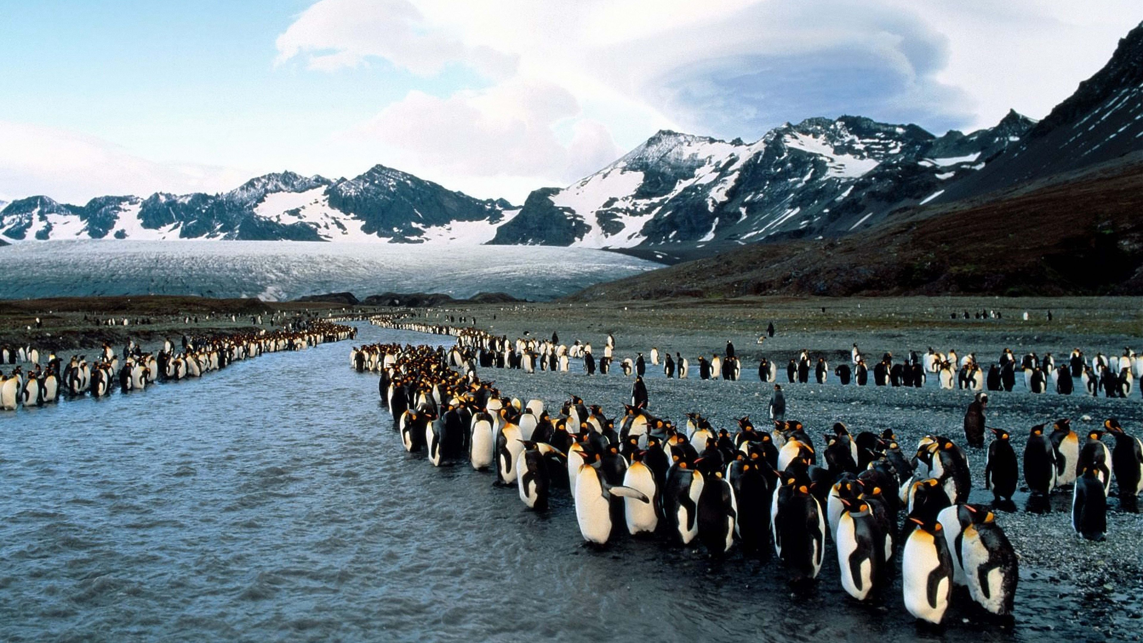 penguins, north, mountains, flock, colony, 4k, HD Wallpaper