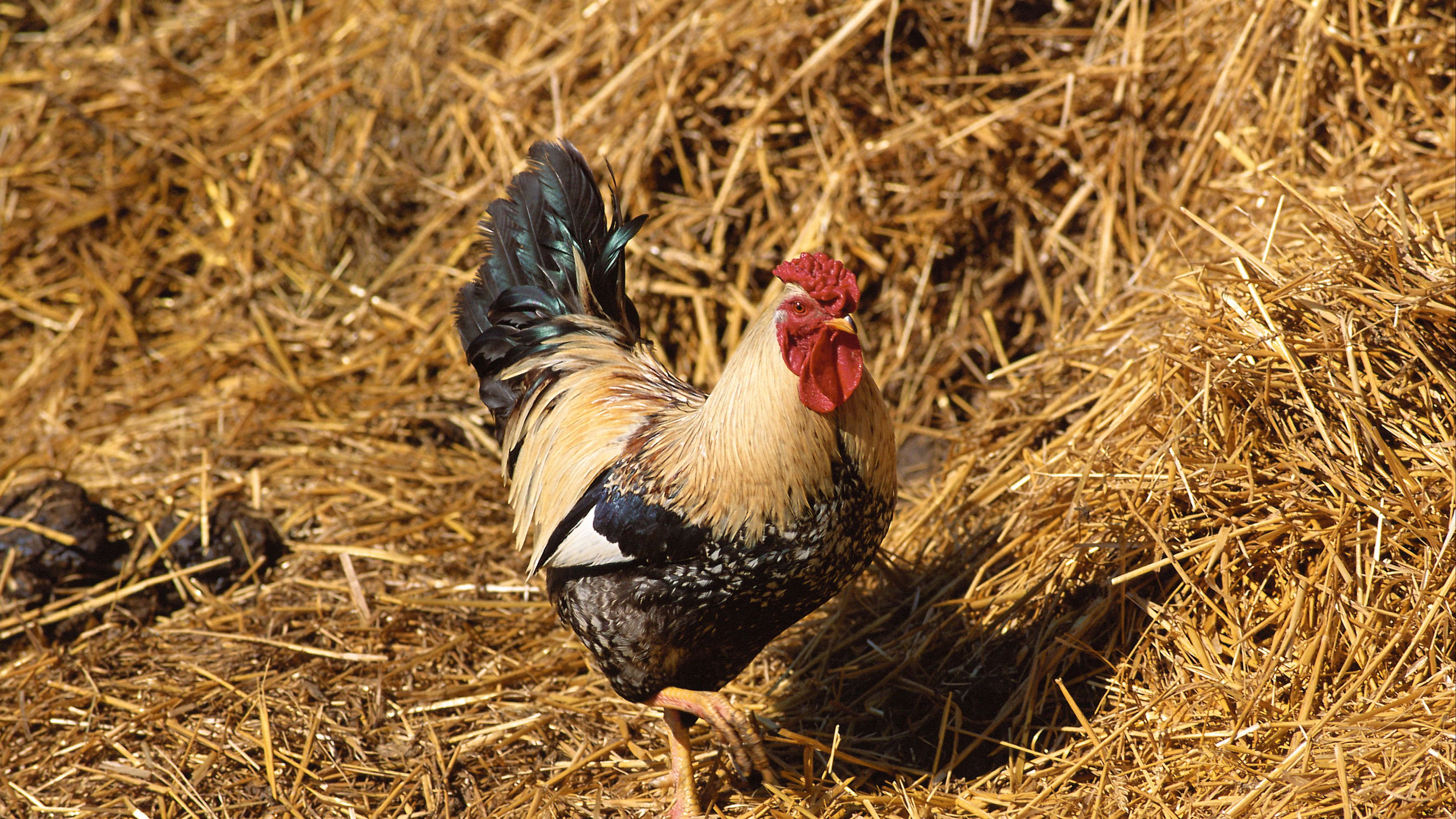 rooster, straw, walk, bird, 4k, HD Wallpaper