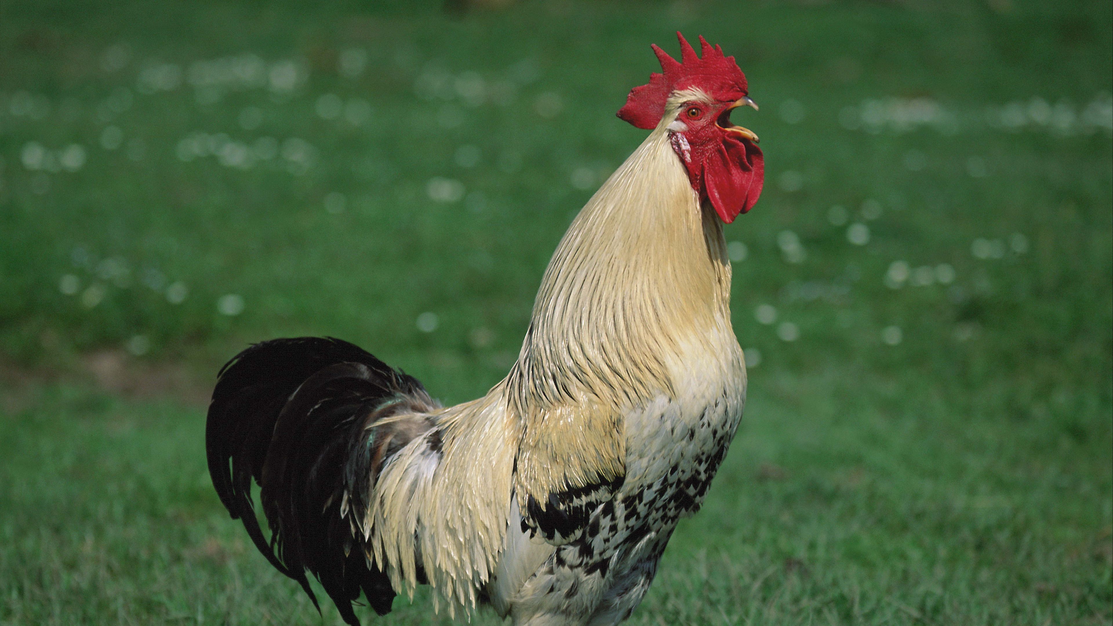 cock, scream, song, 4k, HD Wallpaper