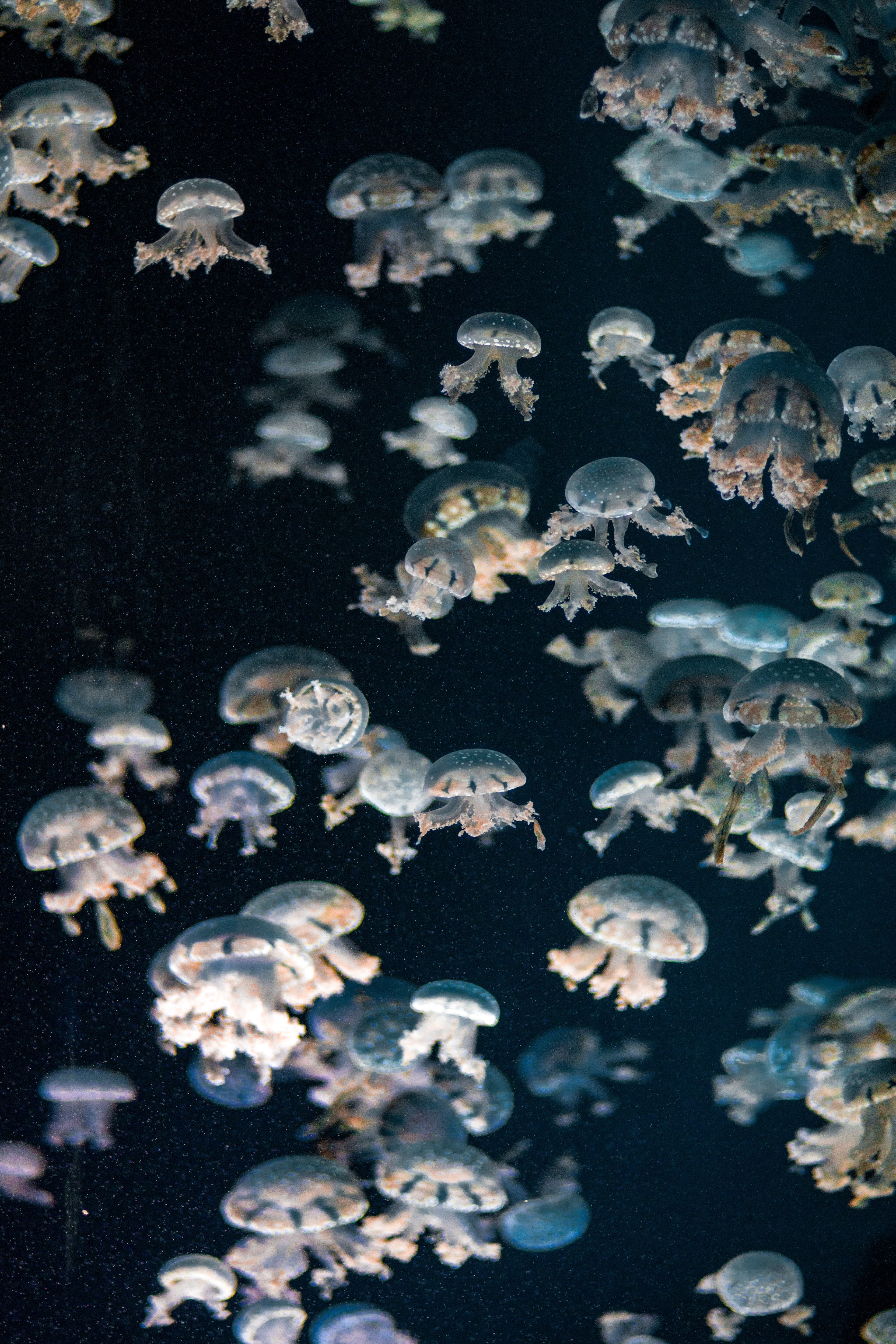 underwater water sea and ocean hd, 4k, Phone HD Wallpaper