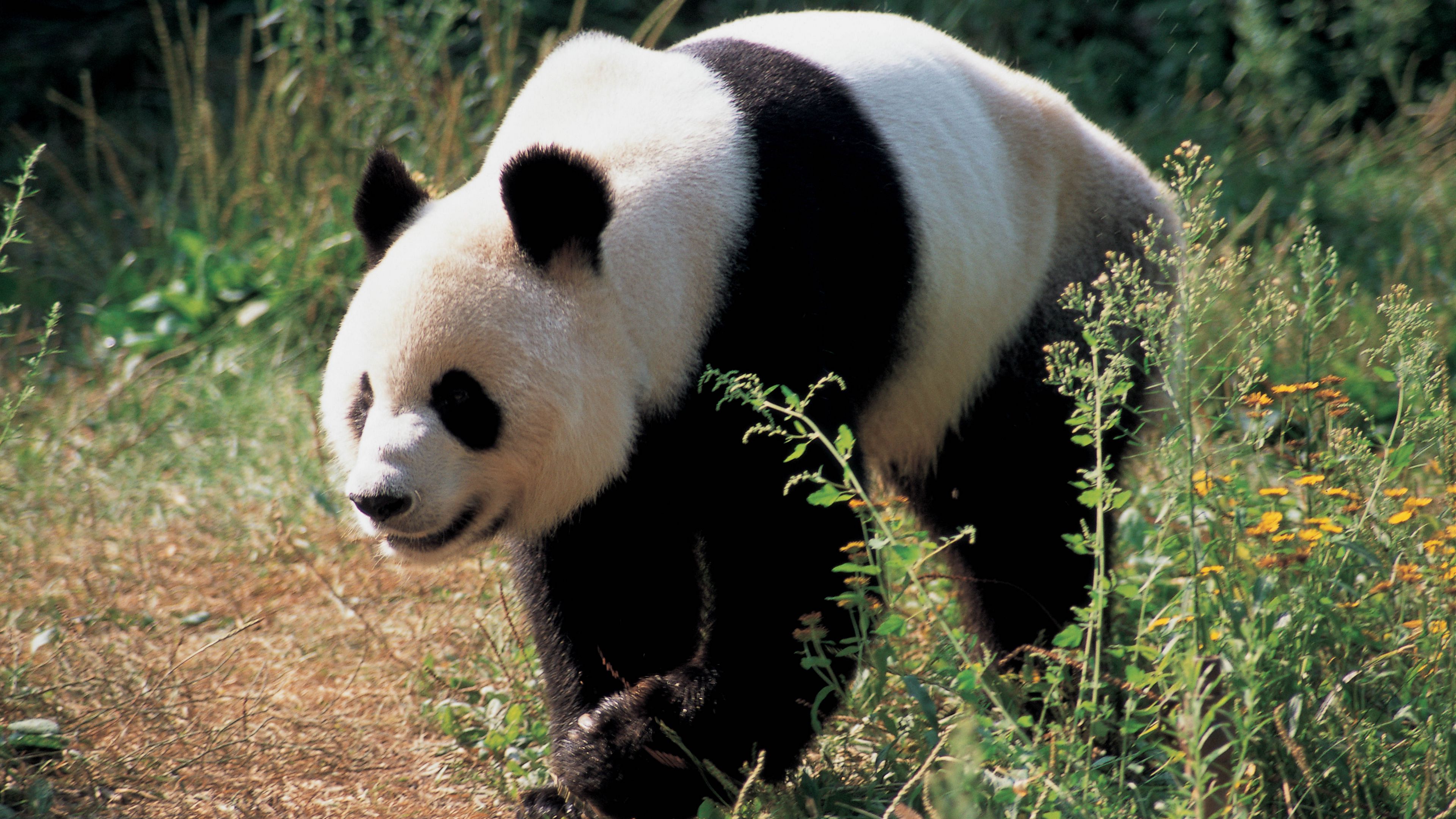 panda, bear, grass, 4k, HD Wallpaper