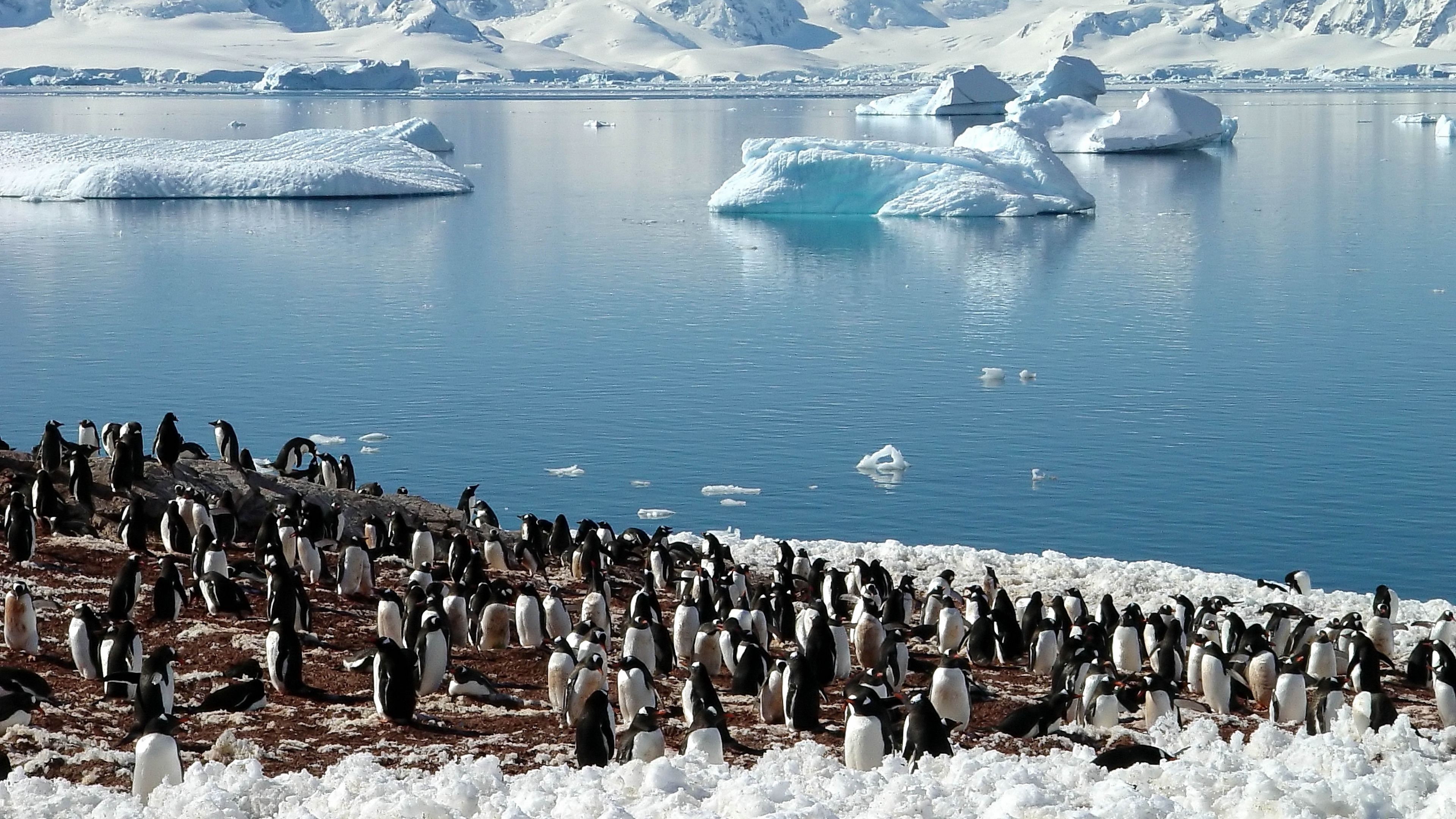 enguins, sea, glaciers, pack, north, spring, 4k, HD Wallpaper