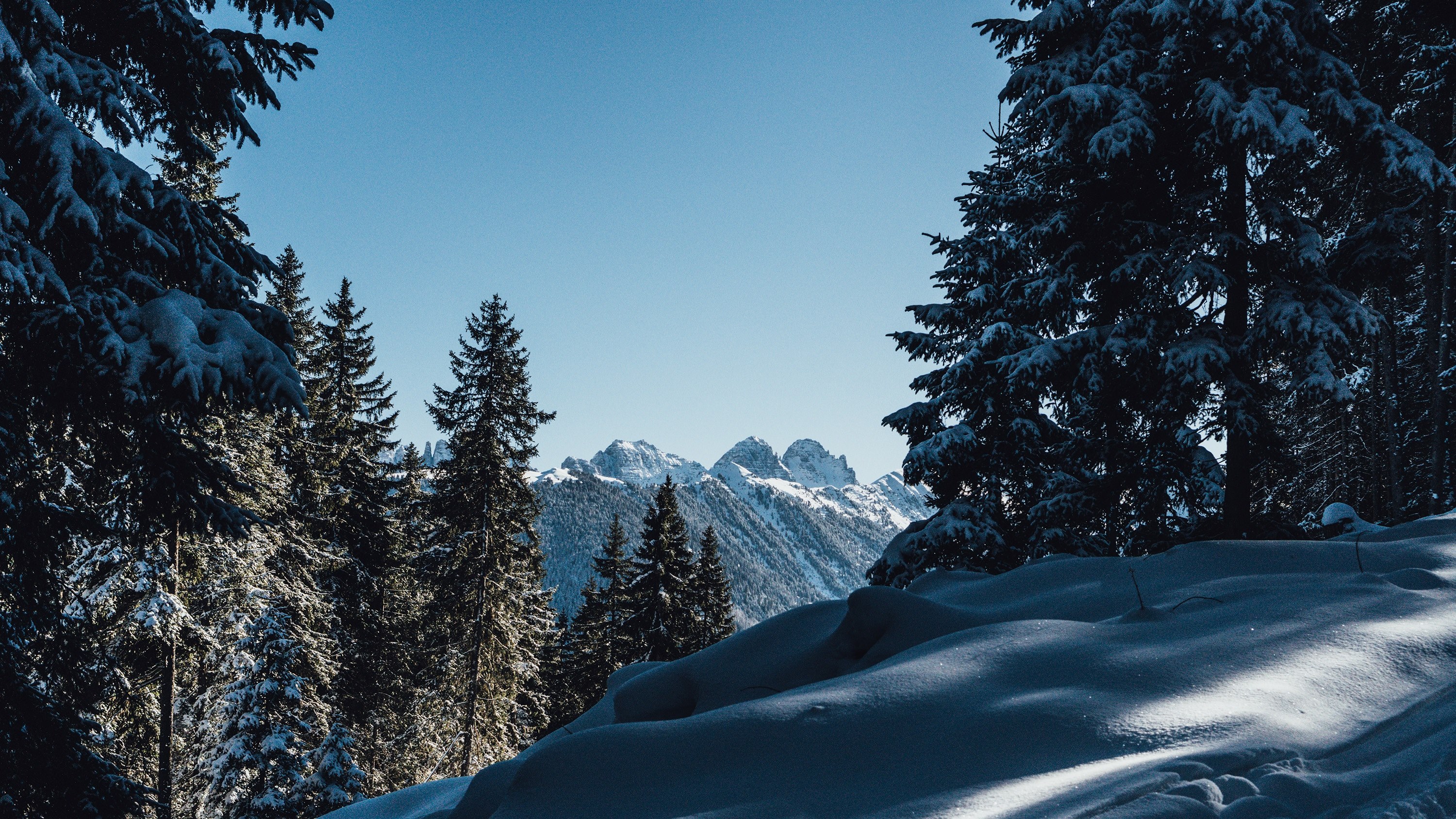 mountain tree woodland and forest 4k, HD Wallpaper