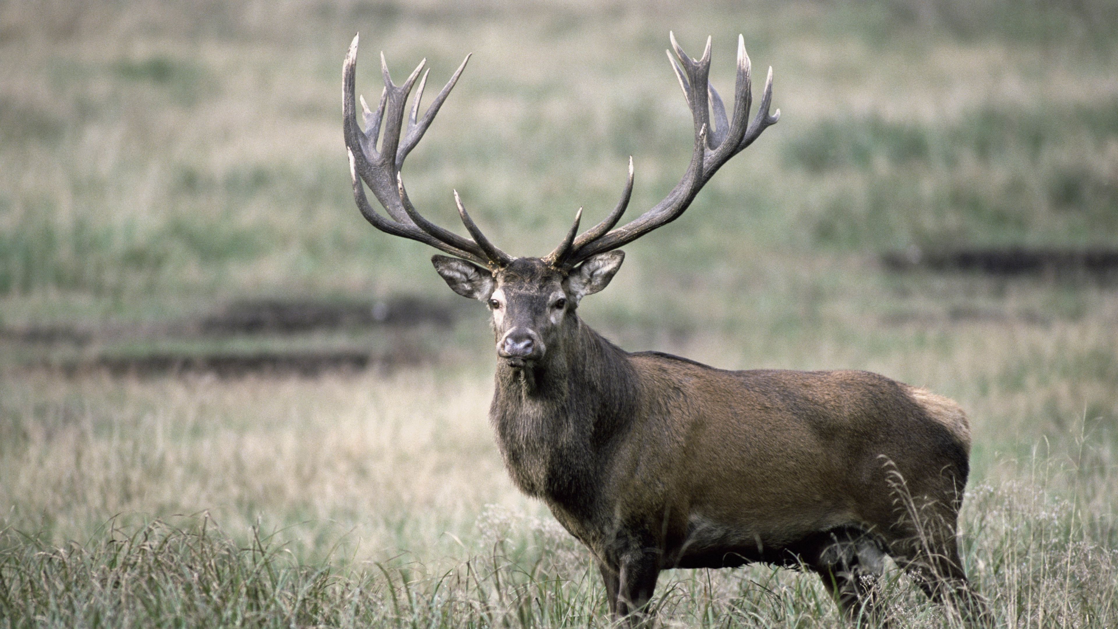 deer, antlers, grass, 4k, HD Wallpaper
