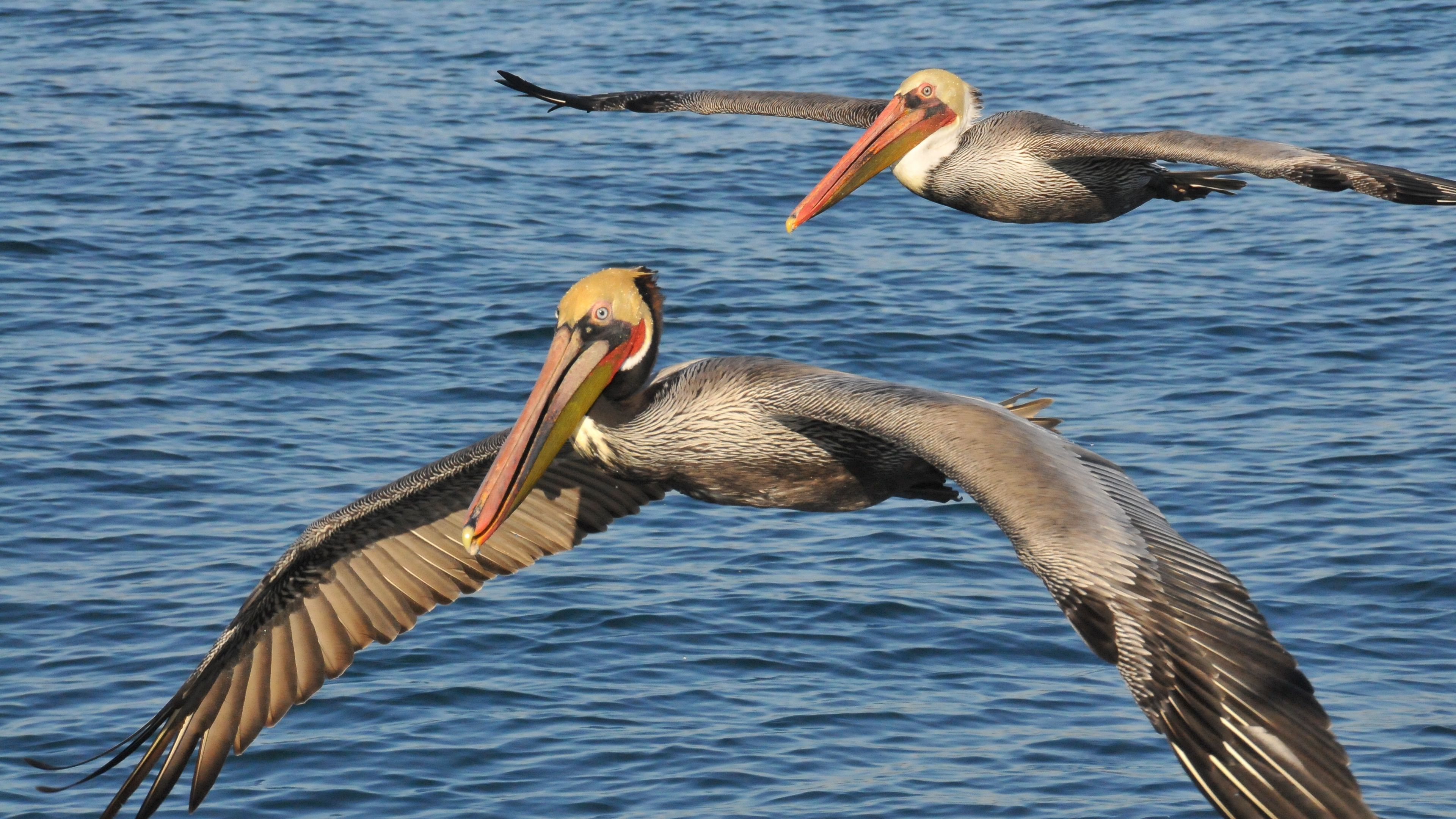 sea, birds, pelicans, 4k, HD Wallpaper