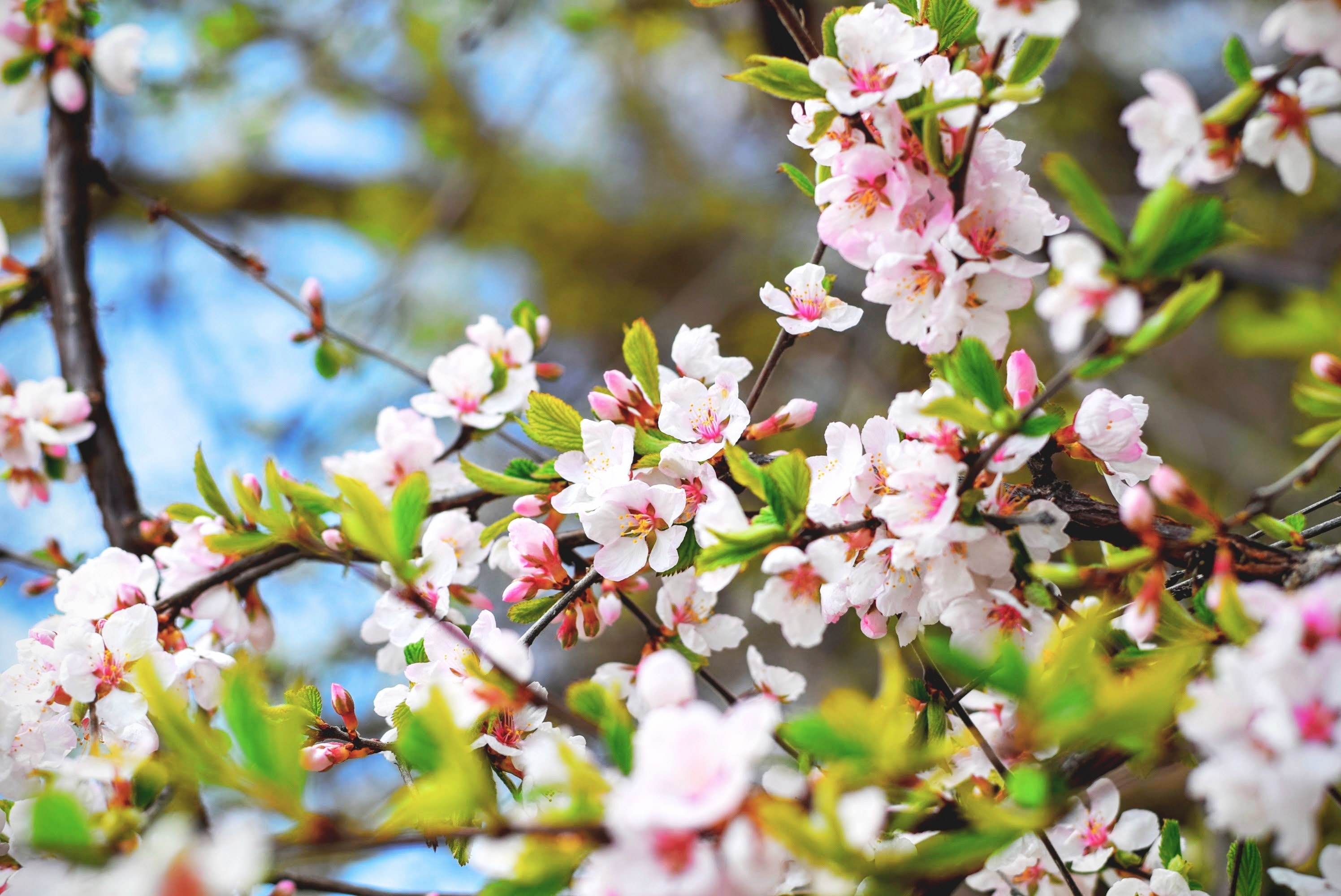 pink blossom on leafy tree branches and foliage with blue sky in spring, leafy blossom 4k, HD Wallpaper