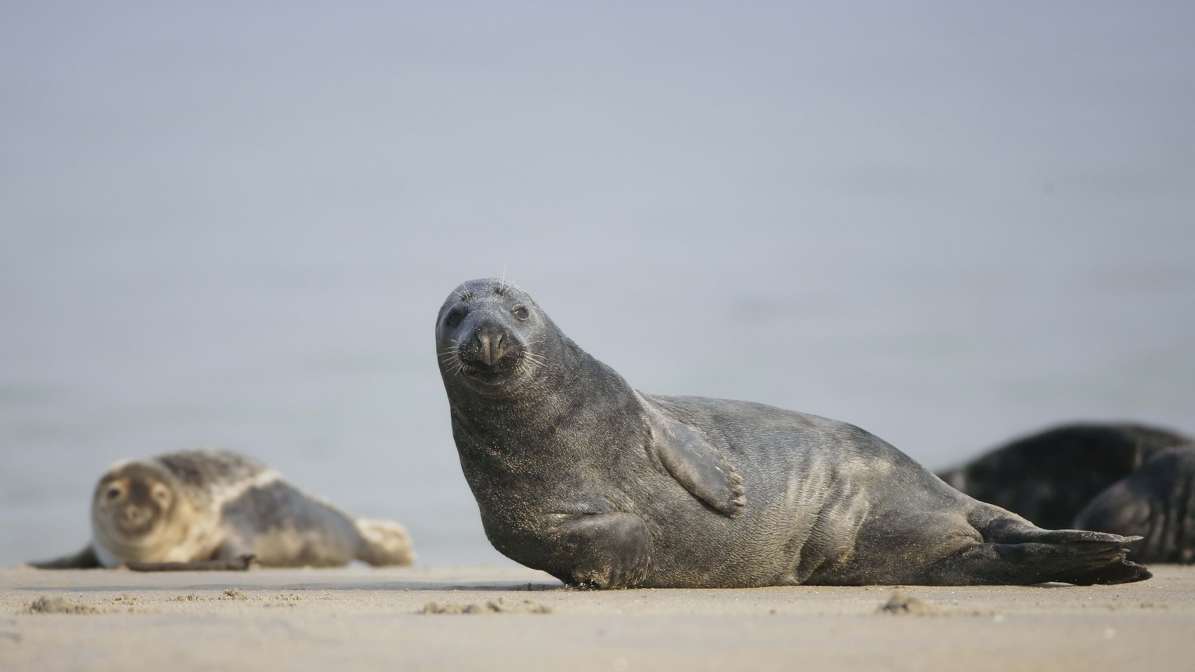 fur seal, mammal, sand, 4k, HD Wallpaper
