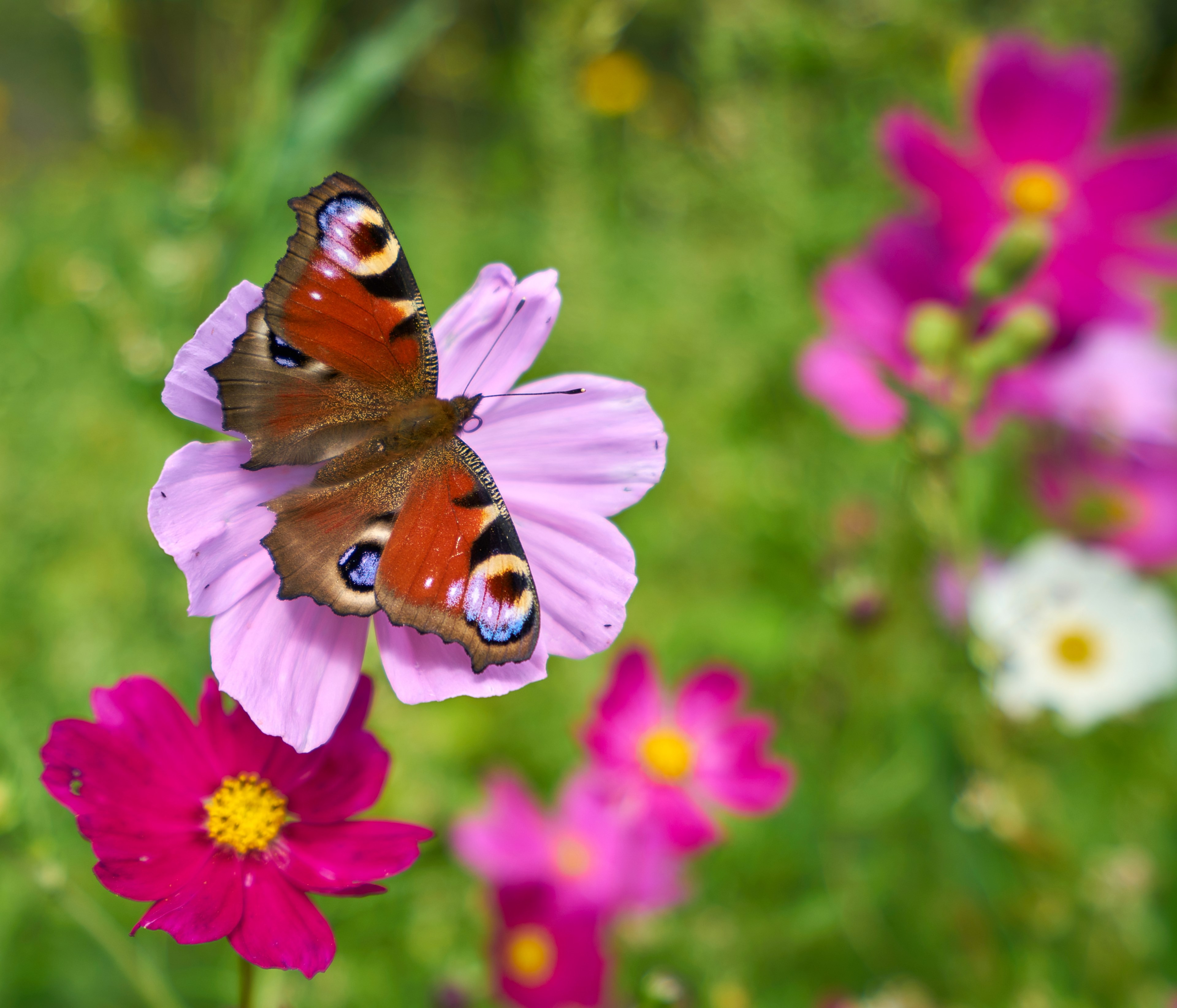 a reddish orange butterfly on a pink flower, _colorful butterfly pink flower 4k, HD Wallpaper