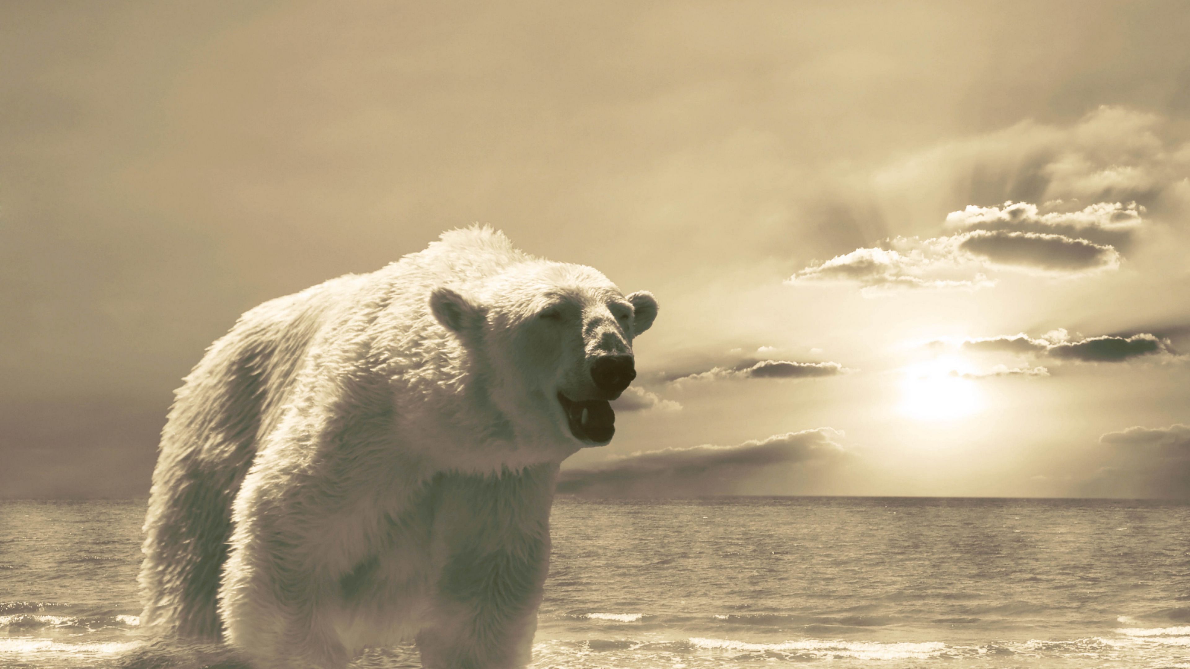 bear, ice, ocean, cold, snow, winter, 4k, HD Wallpaper