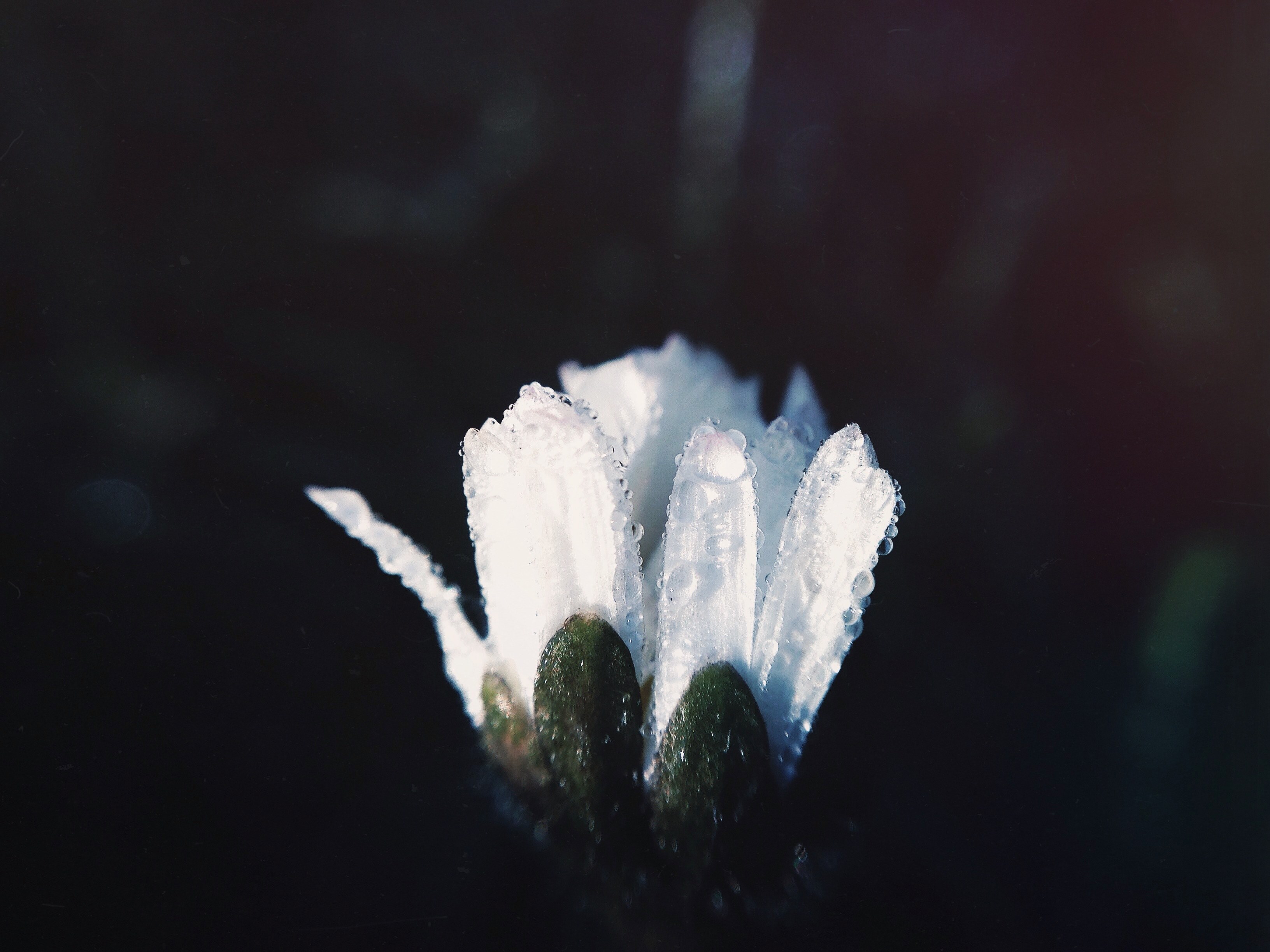 close up of dew droplets on a closed white flower, water droplets on white petals 4k, HD Wallpaper